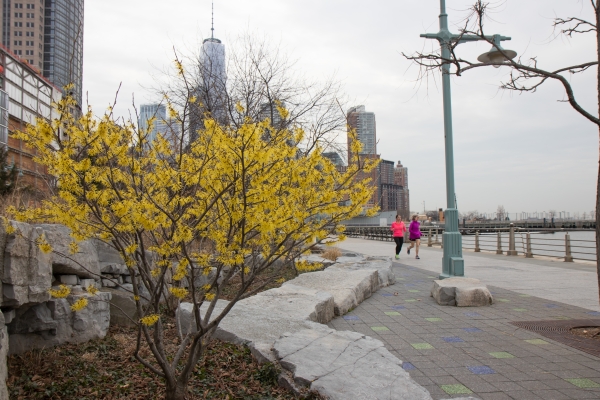 A bush of yellow winter jasmine along the esplanade in Hudson River Park