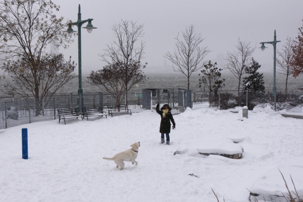 Playing fetch in the snowy fields in Hudson River Park