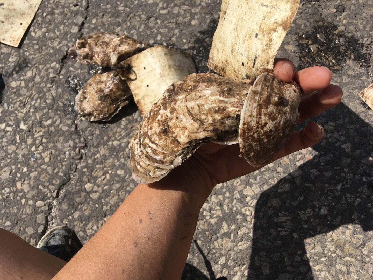 Oysters held in the hands of a park educator