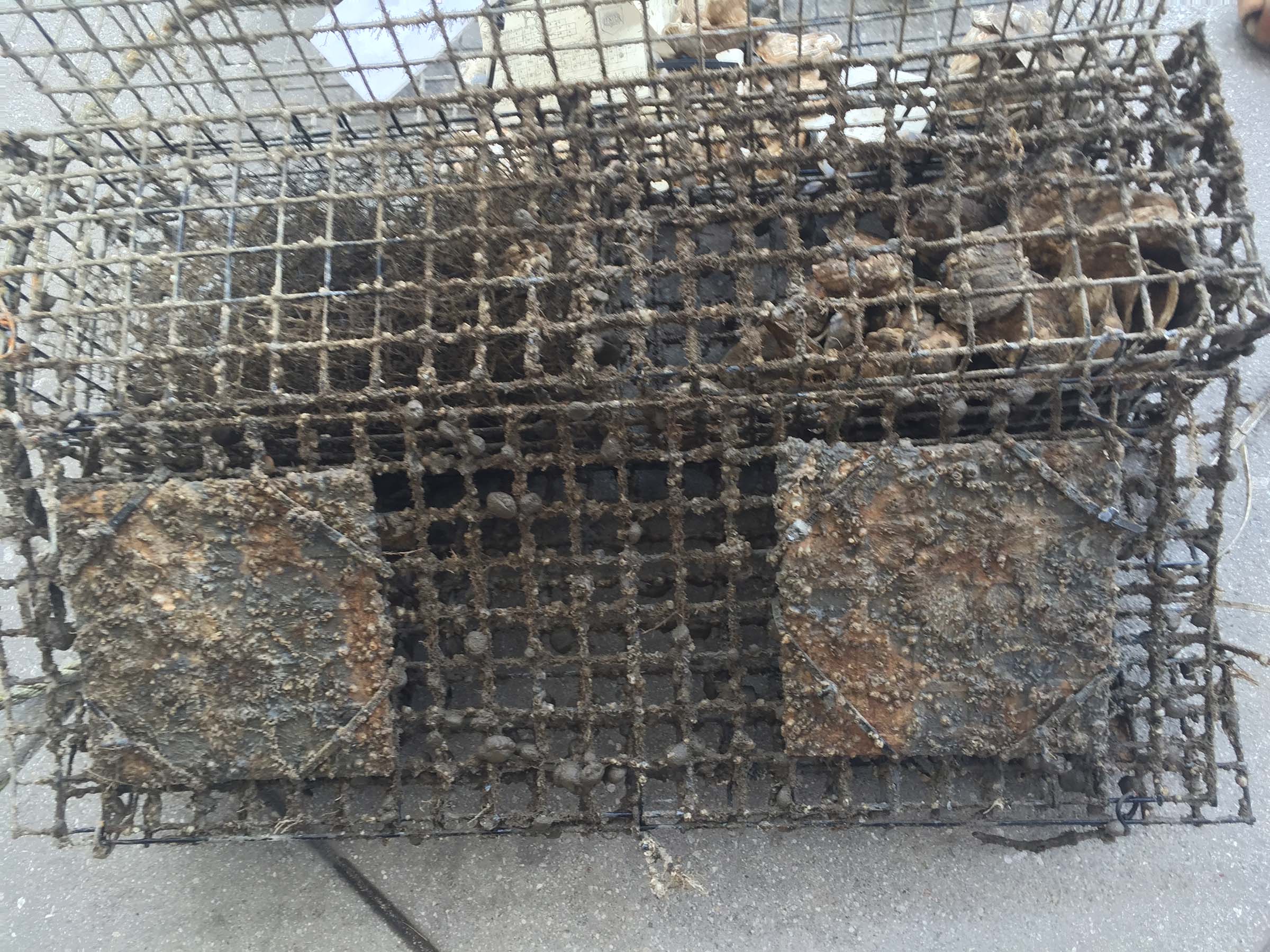 An oyster box used to help breed Oysters in the Hudson River