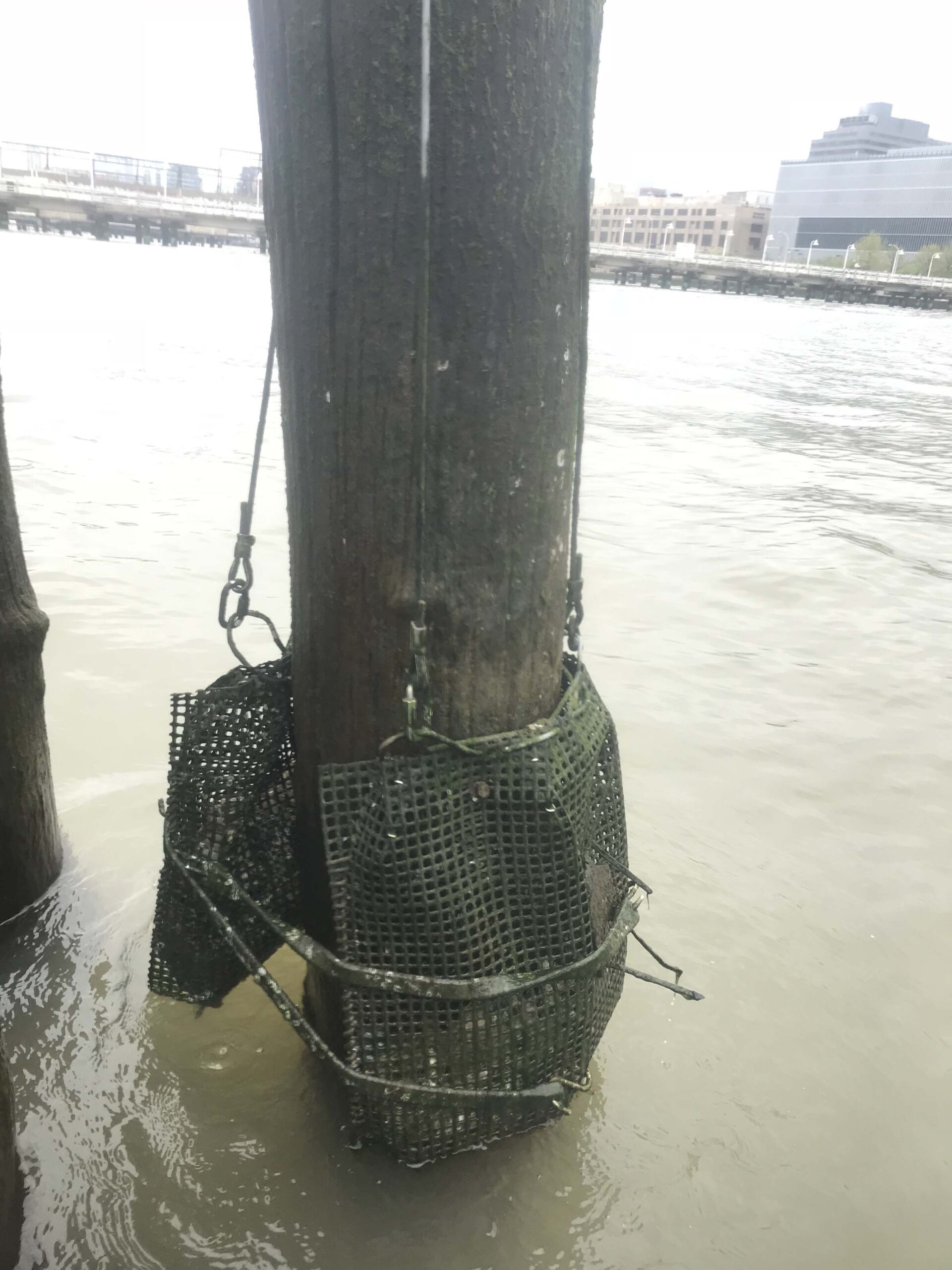 An oyster cage around a pile