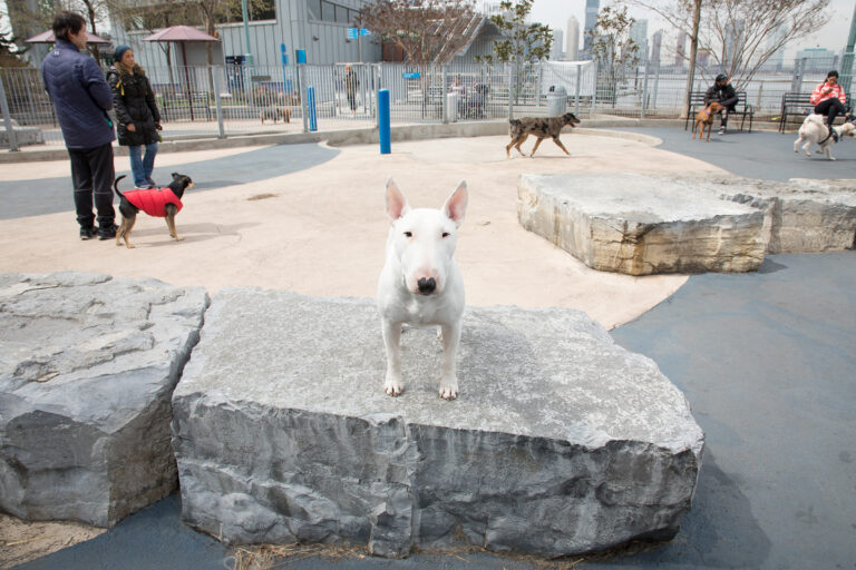 A white dog looks at a camera sitting on a rock