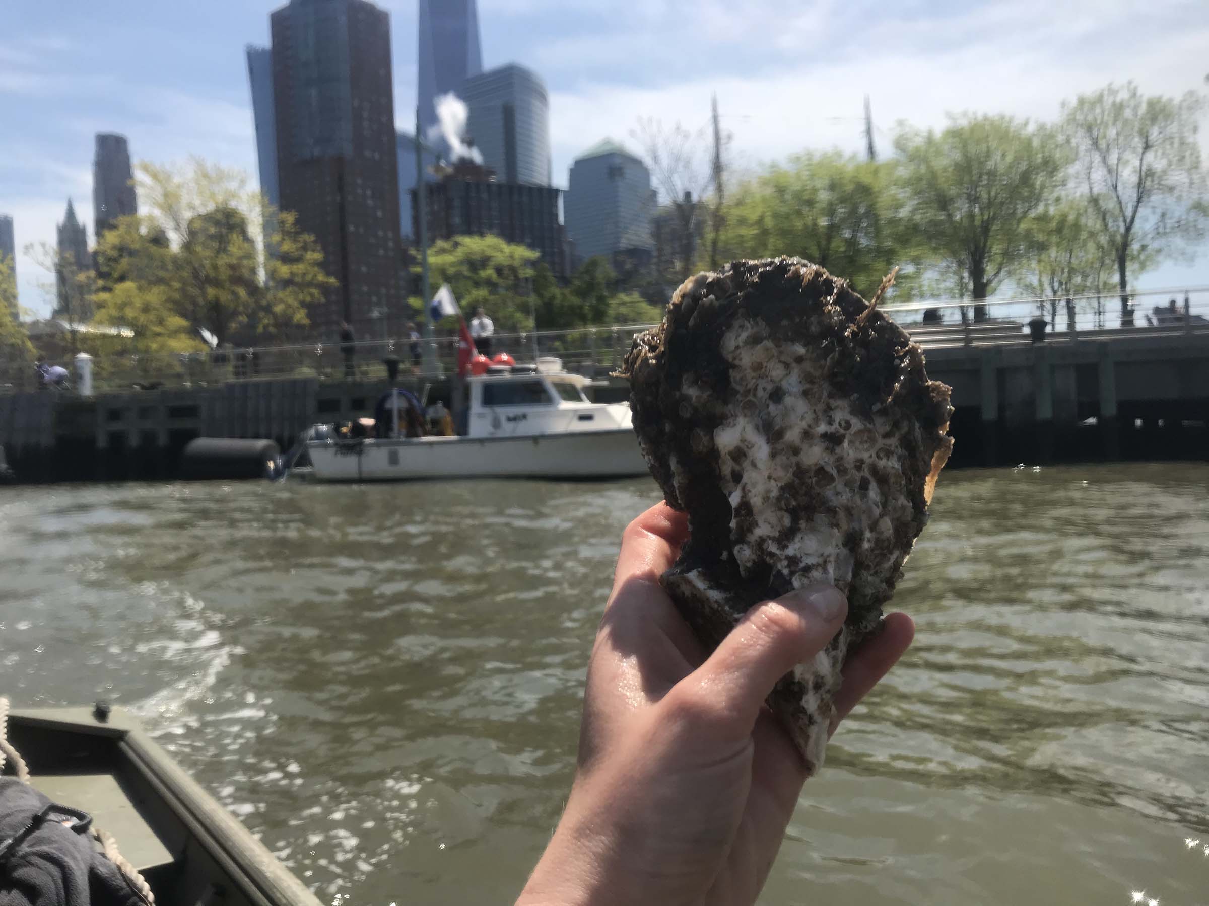 A scientists holds up an oyster just found in the river