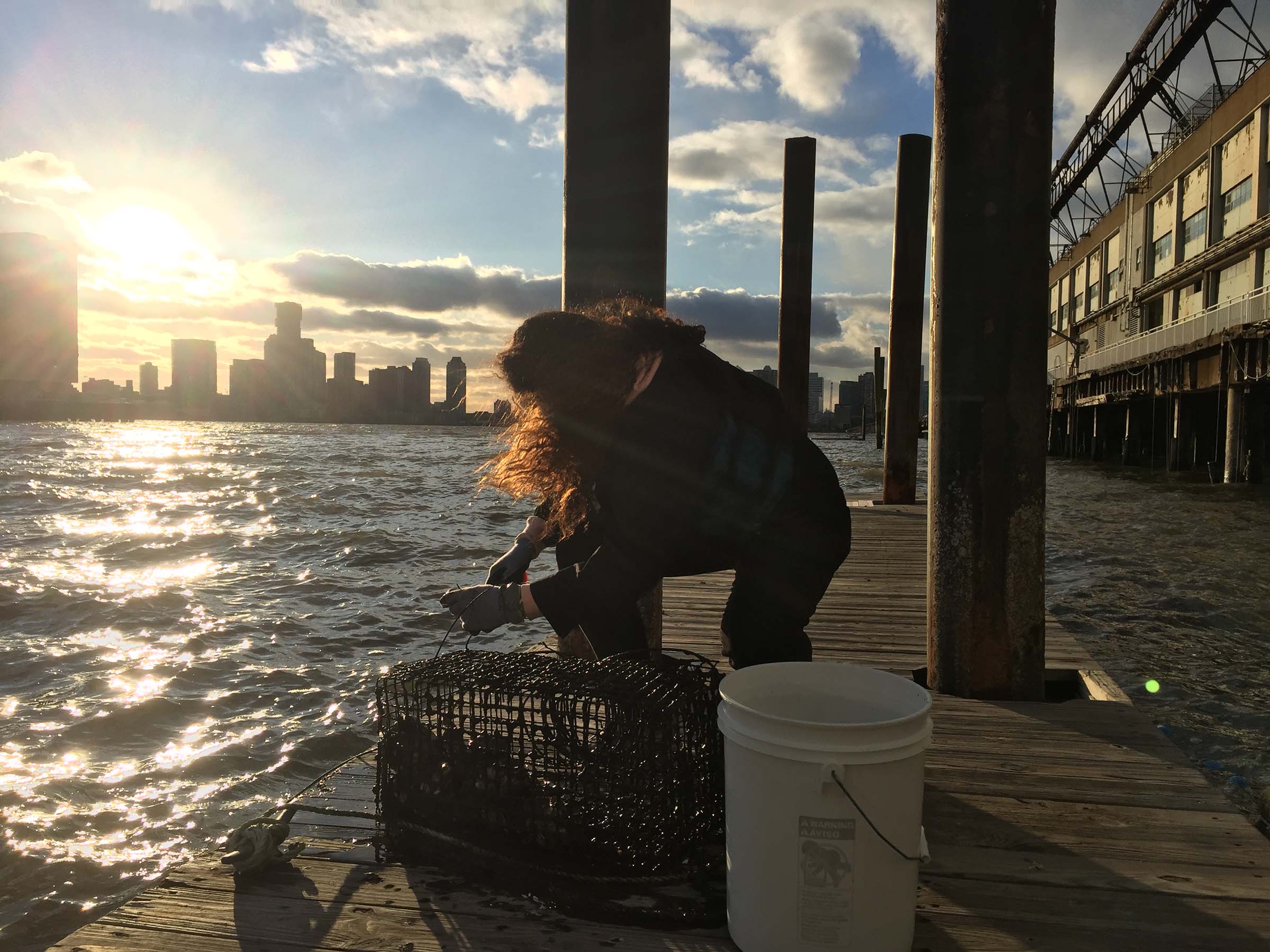 A Park educator pulls out the oyster traps to check on the day's findings