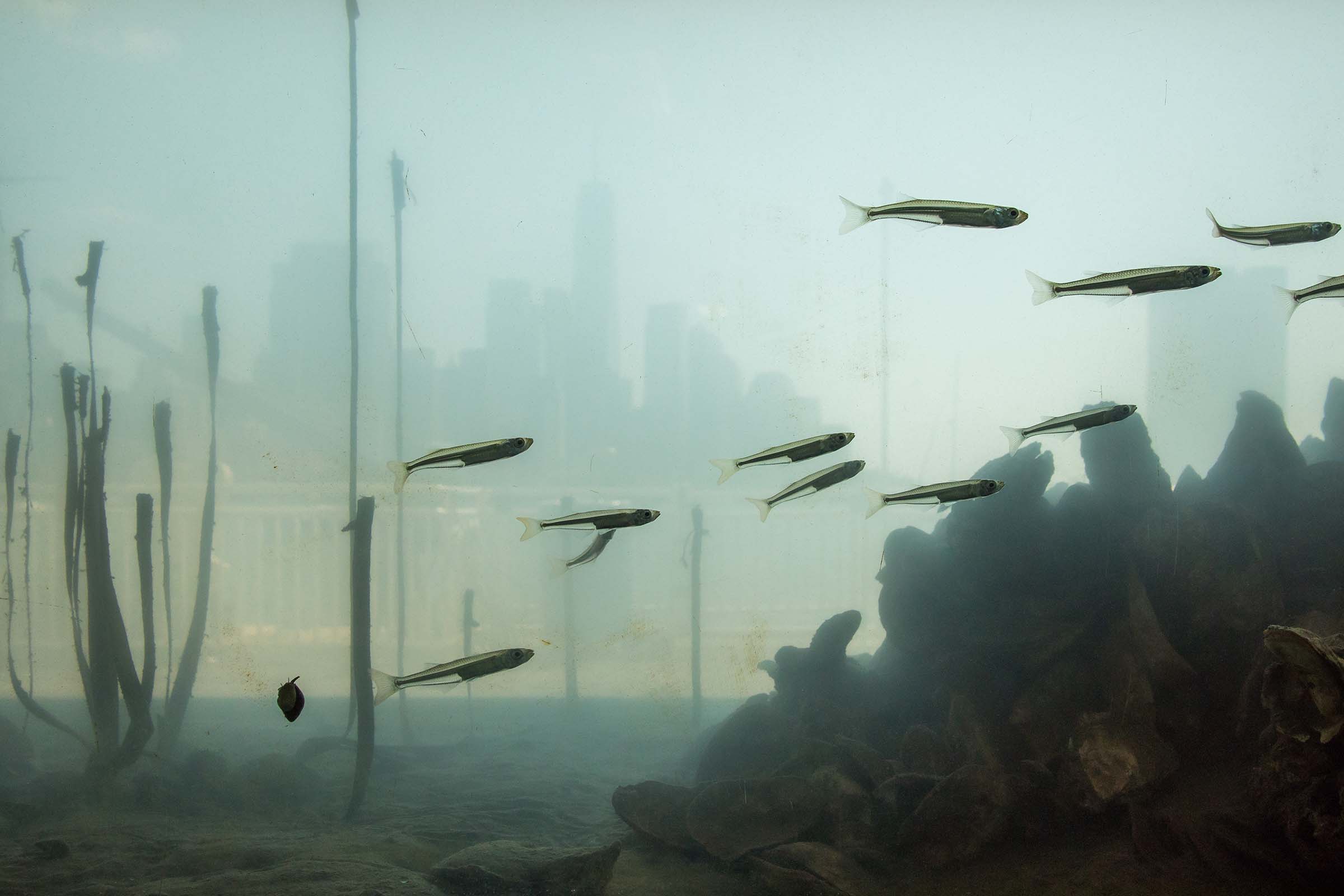 Fish swim past the camera in their aquarium