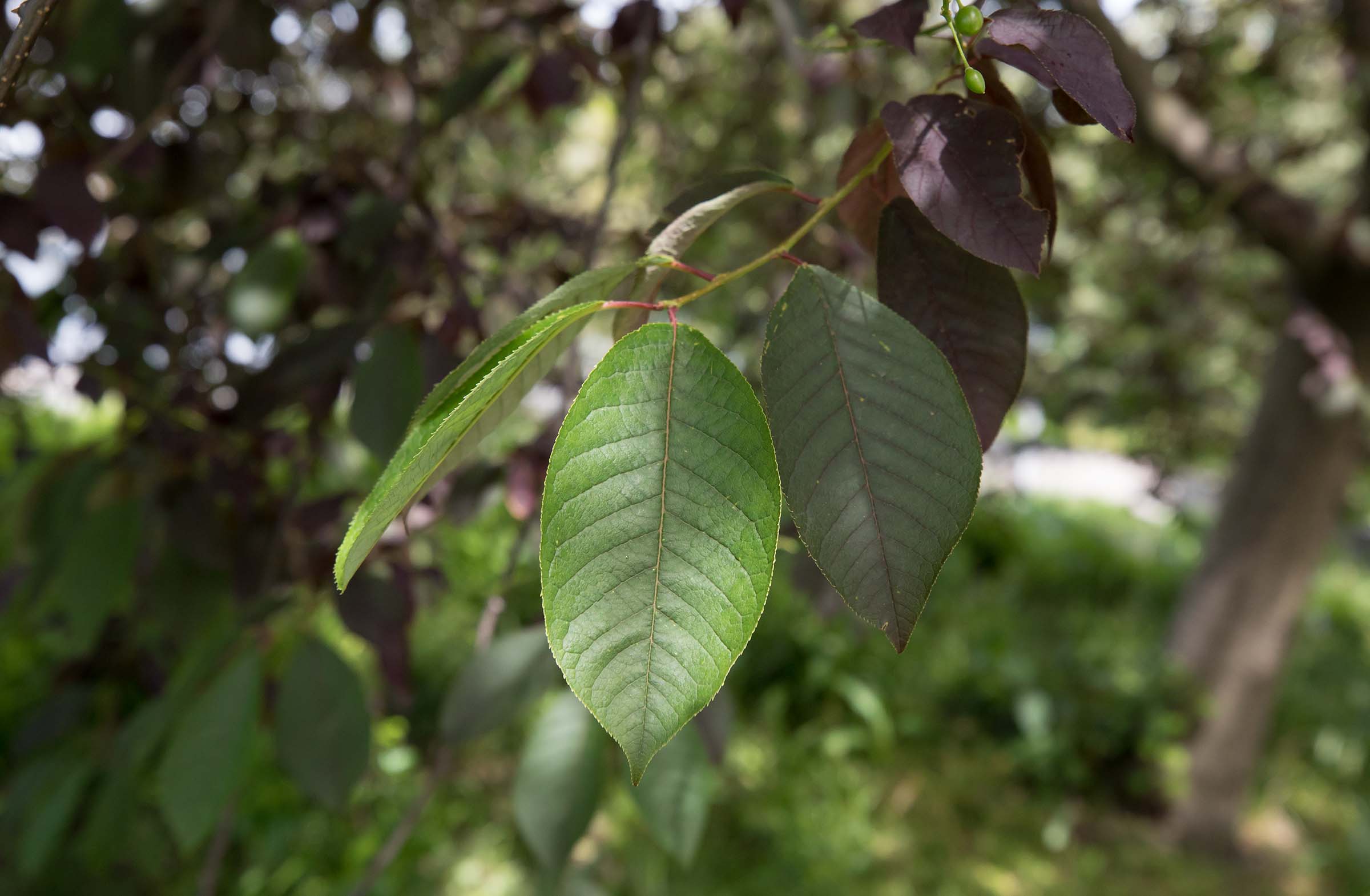 The leaves of the Canada Red Chokecherry tree are oval with a point at the top with red vein-like lines over the green