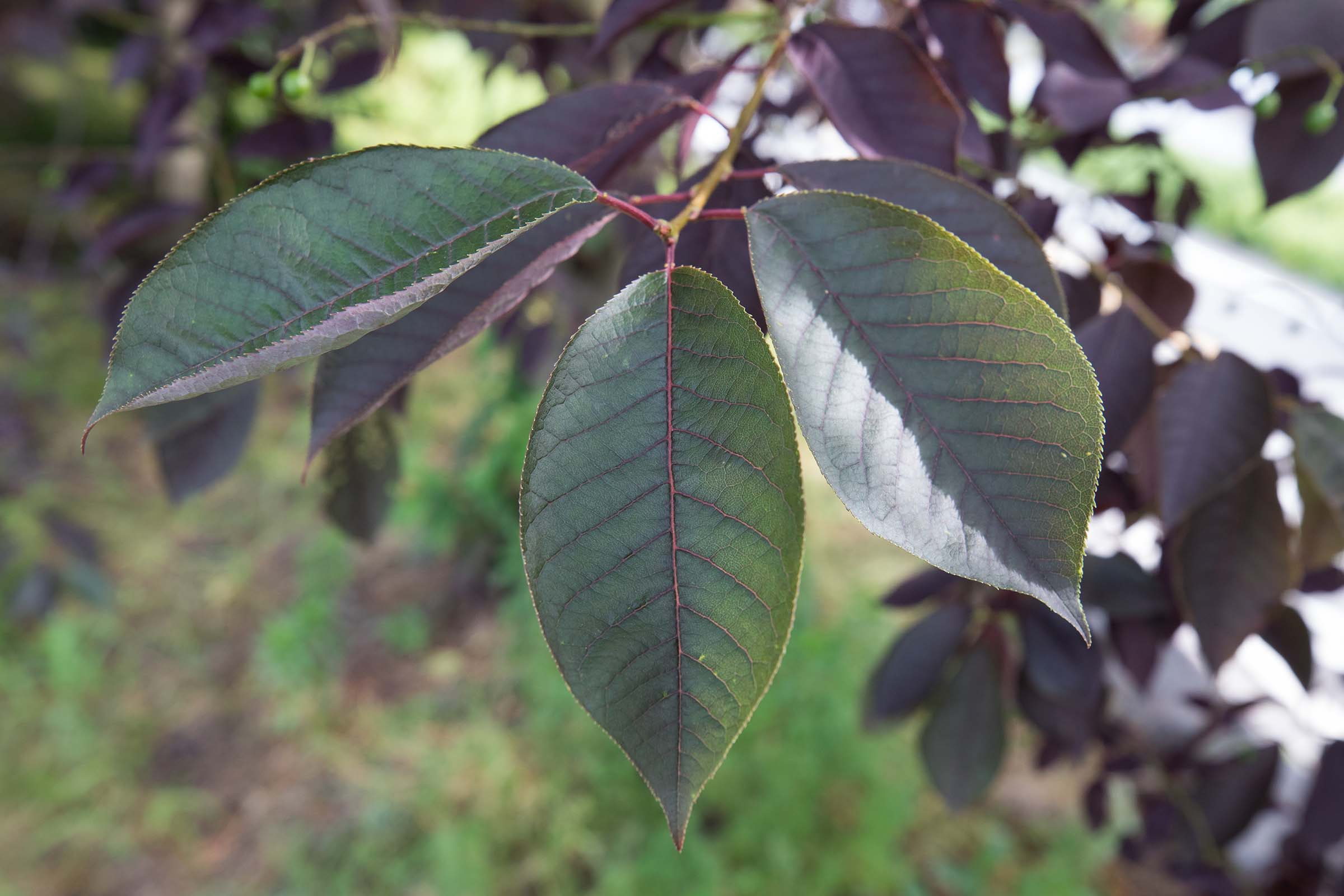 The leaves of the Canada Red Chokecherry tree are oval with a point at the top with red vein-like lines over the green