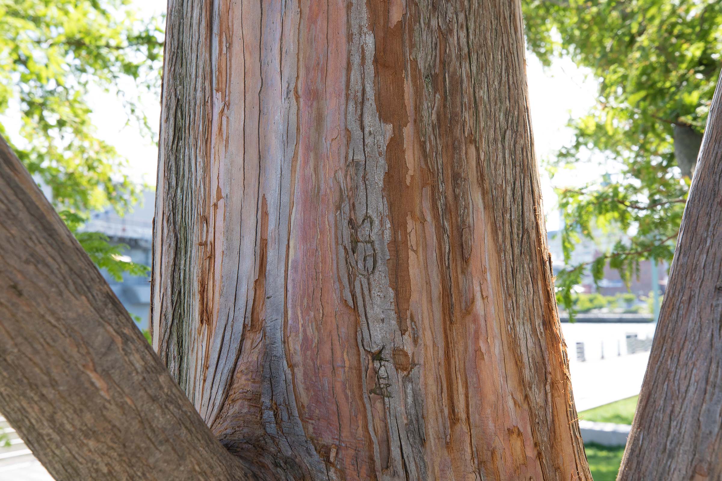 The dawn redwood tree trunk has red and auburn colors under the gray bark