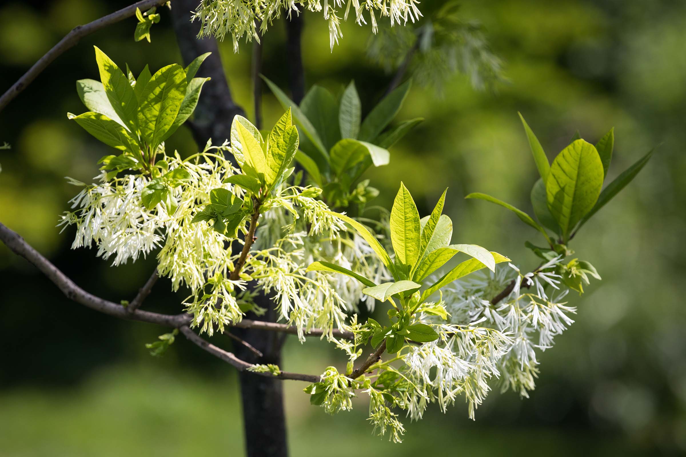A fringe tree branch with green leaves and the white blossoms