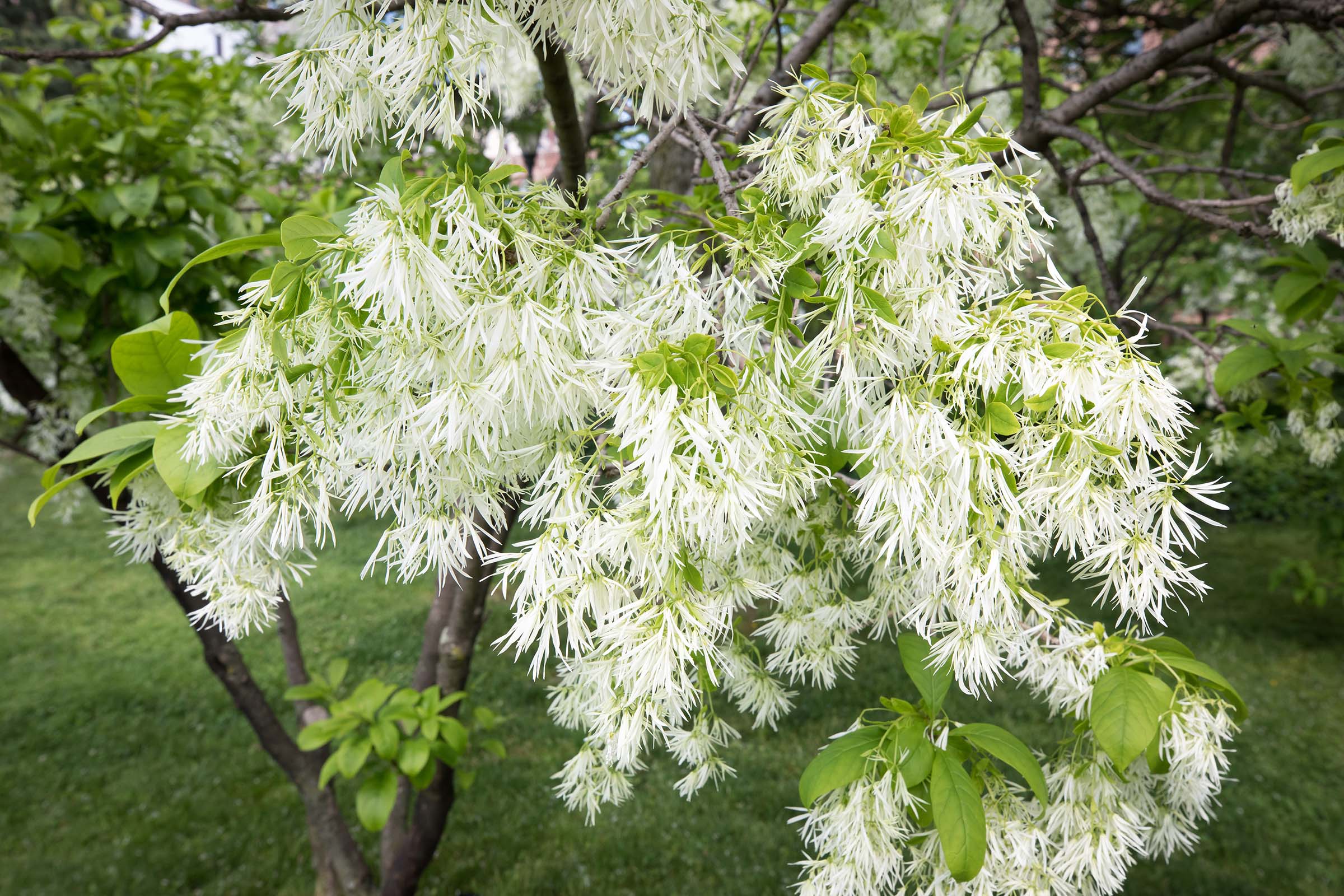 The white blossoms on the fringe trees dangle in the wind