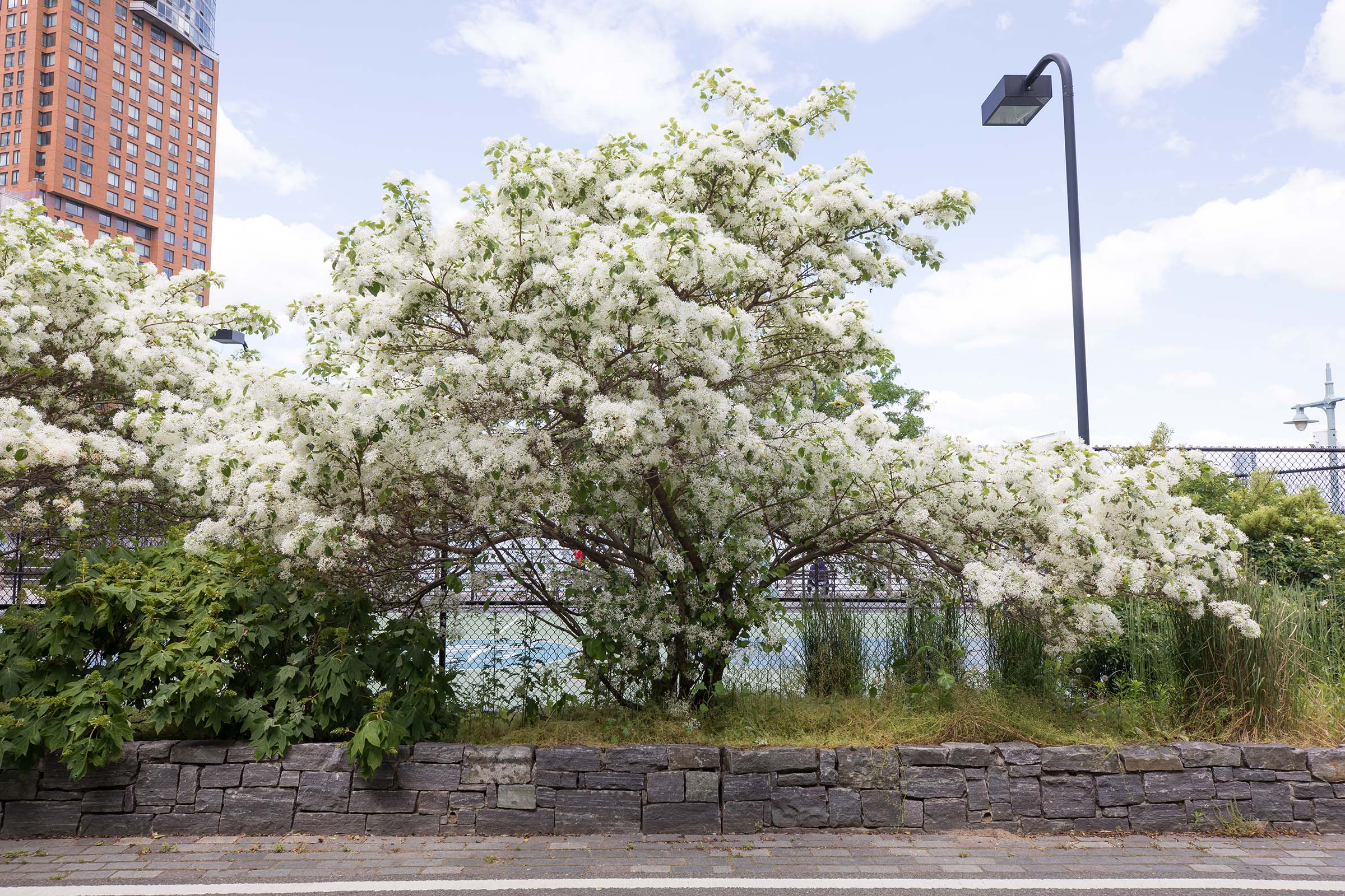 The white blossoms on the White Fringe Tree are fragrant and have multiple lines on their blossoms