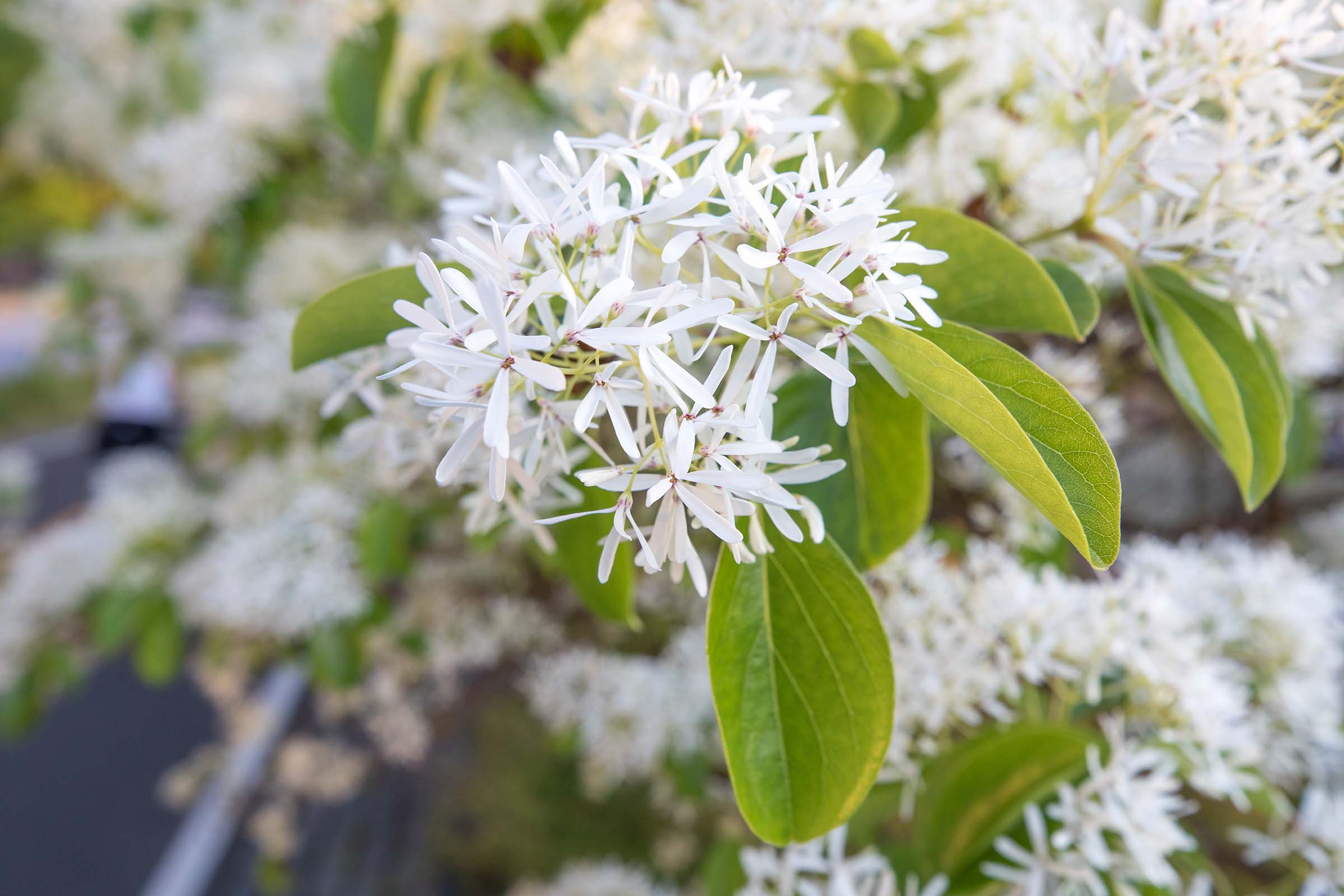 A close up on the blossoms of the fringe trees resembles a pom pom