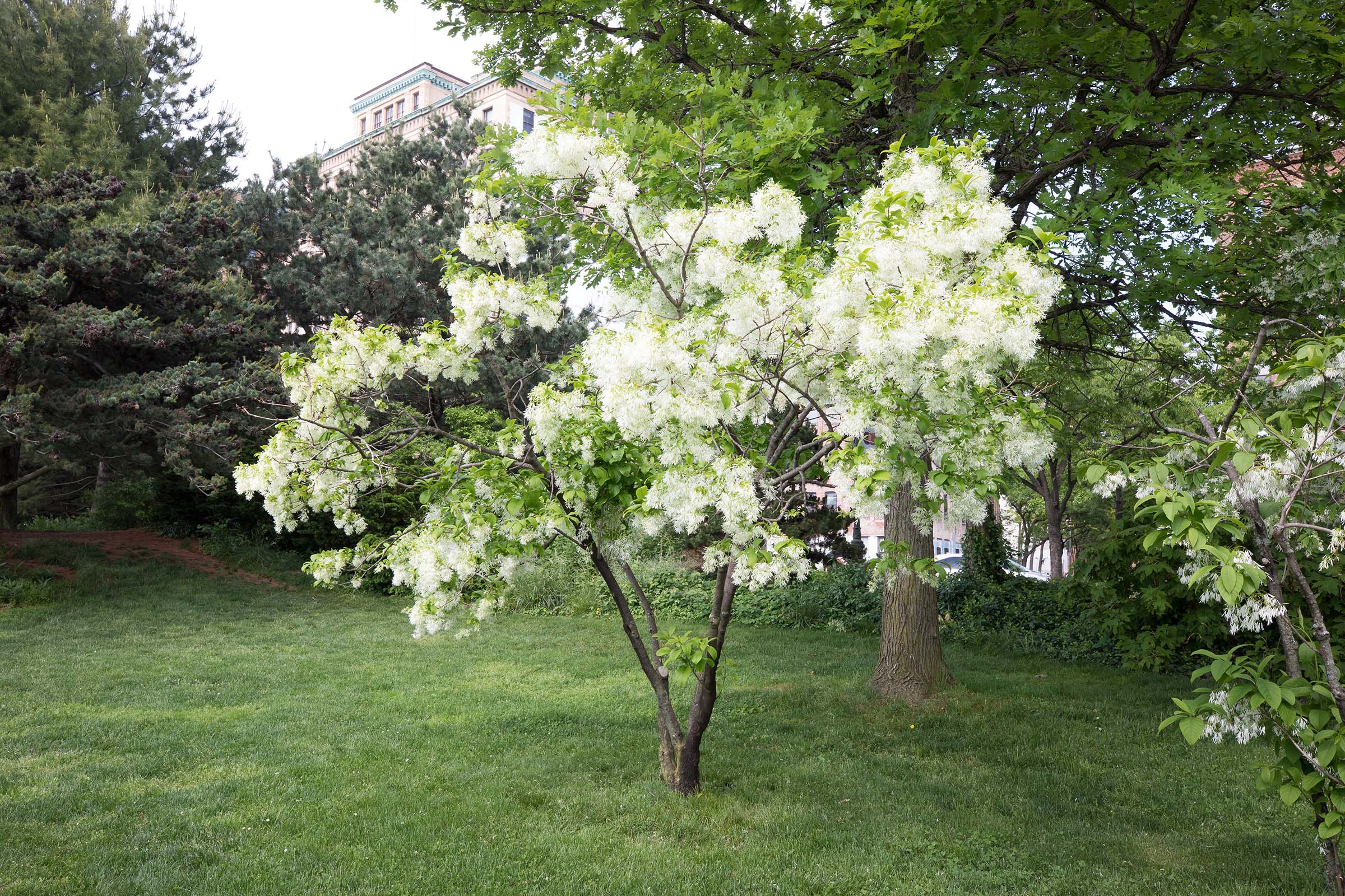 The beautiful white blossoms on the fringe trees