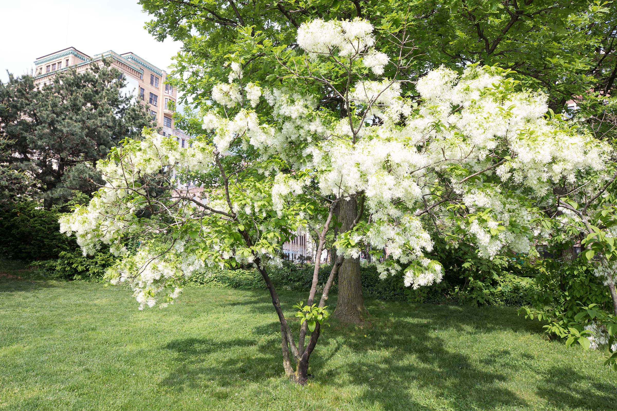 The fringe trees in Hudson River Park have white blossoms that resemble delicate spikes