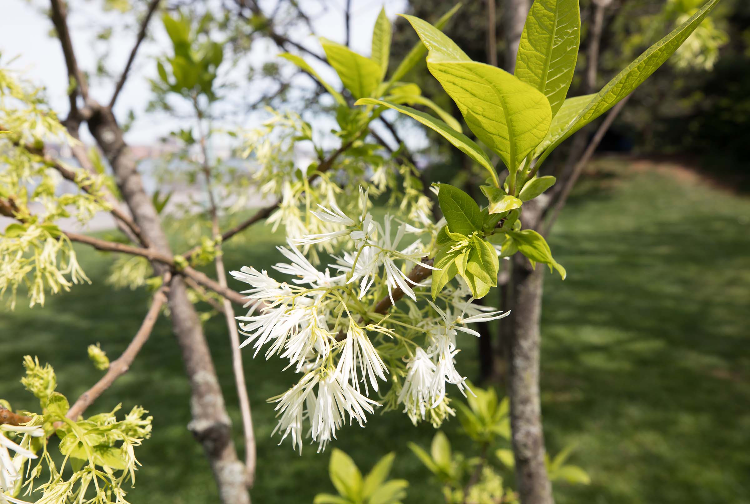 The white blossoms on the fringe trees dangle in the wind