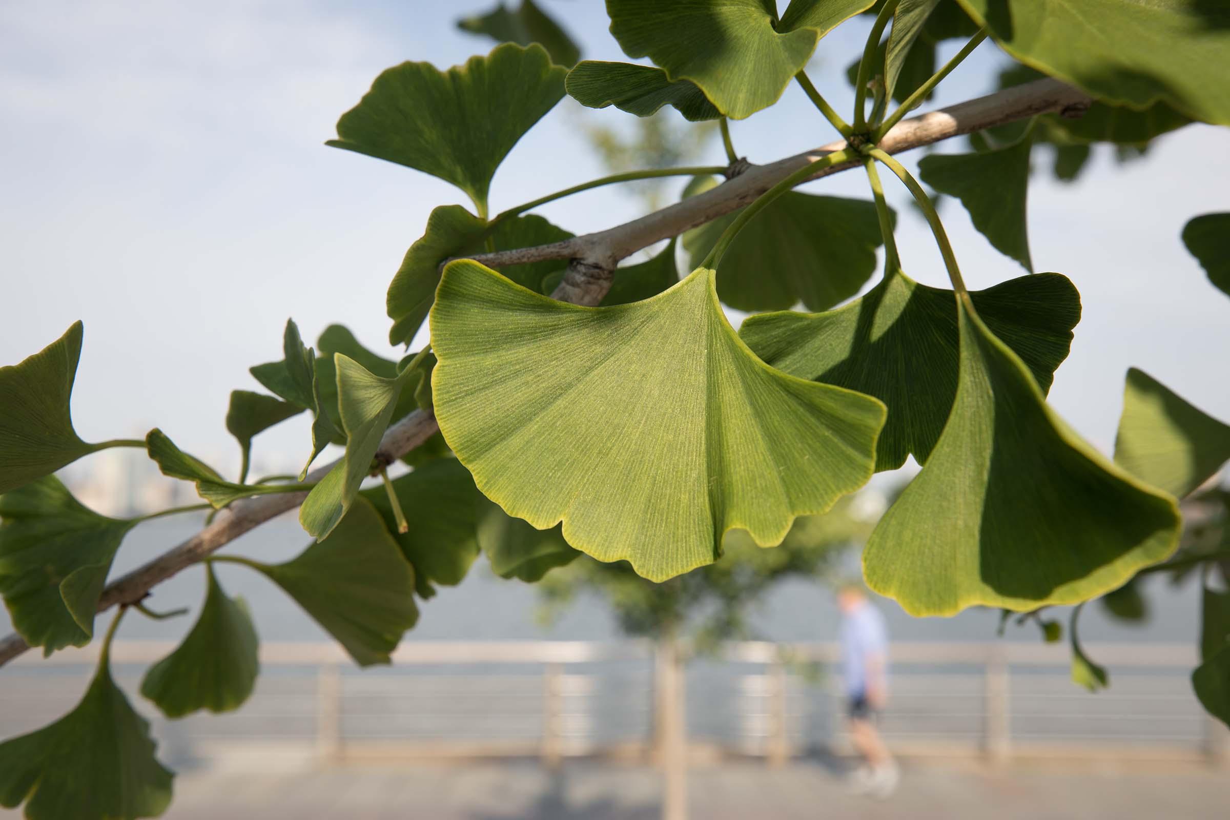 The fan shaped leaves of the Maindenhair tree have ruffles on the top portion