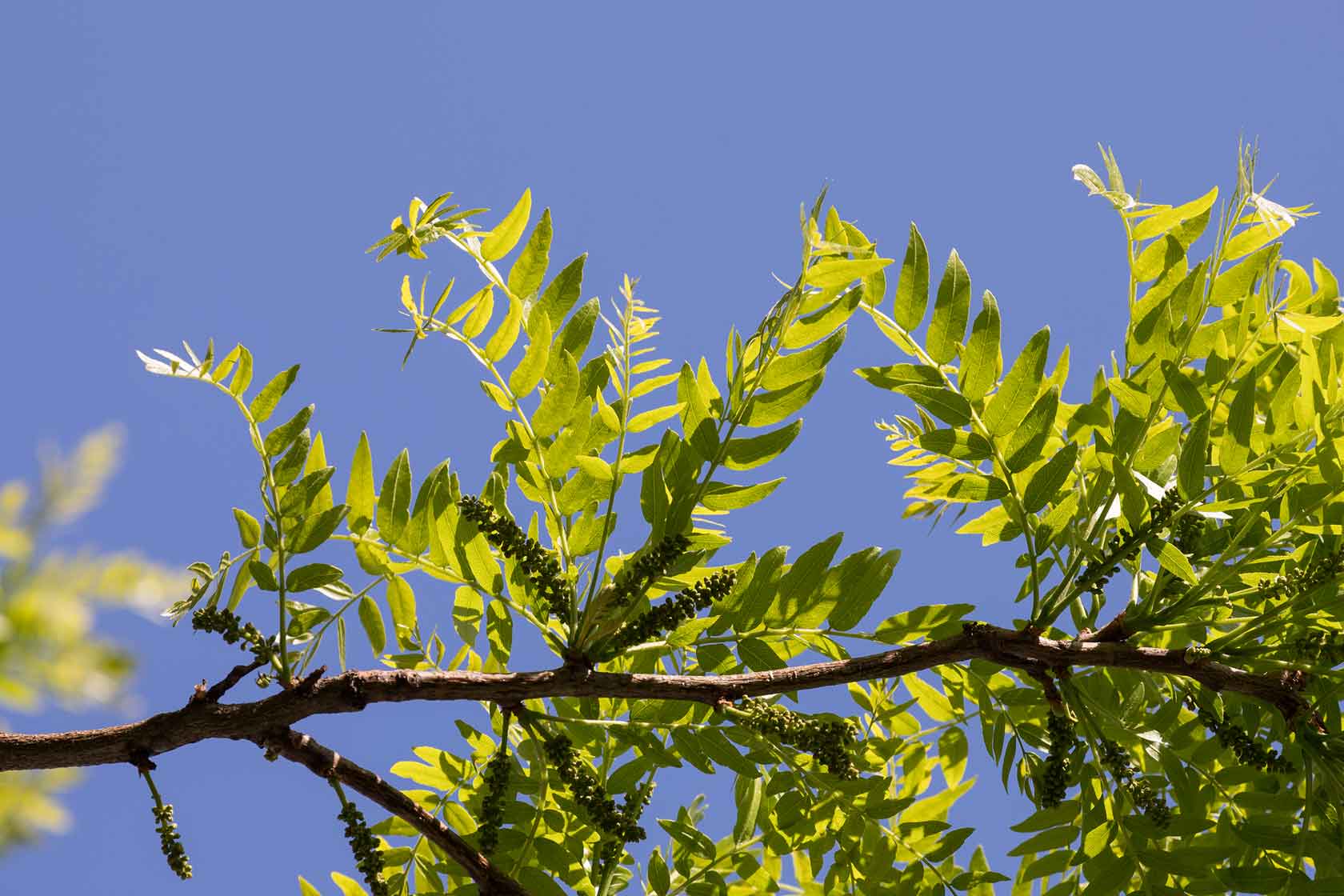 A closeup of the leaves on the honey locust trees in Hudson River Park