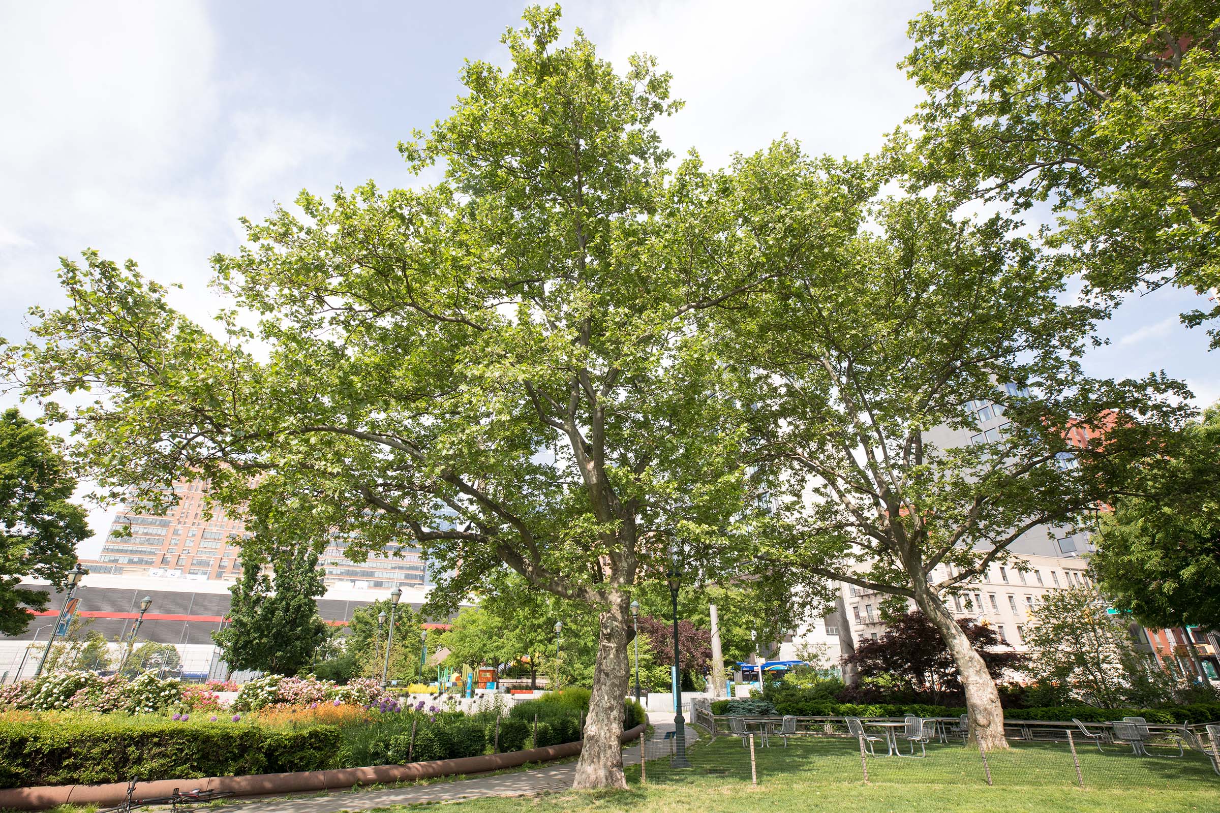 The London Plane Trees have a huge mass of green leaves providing an abundance of shade