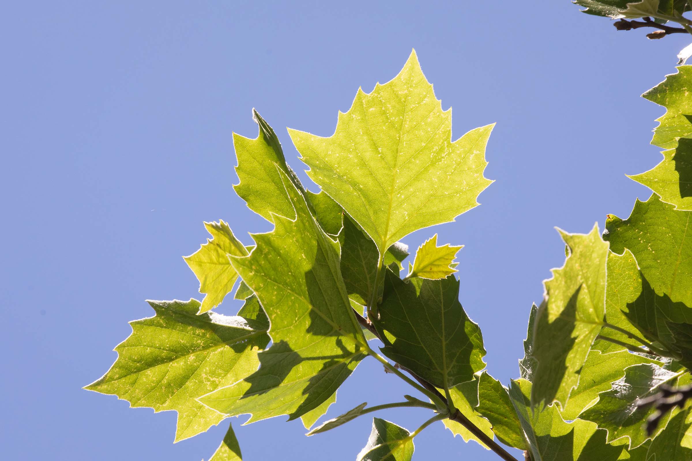 The leaves of the London Plane Tree have three pointed sections with jagged edges