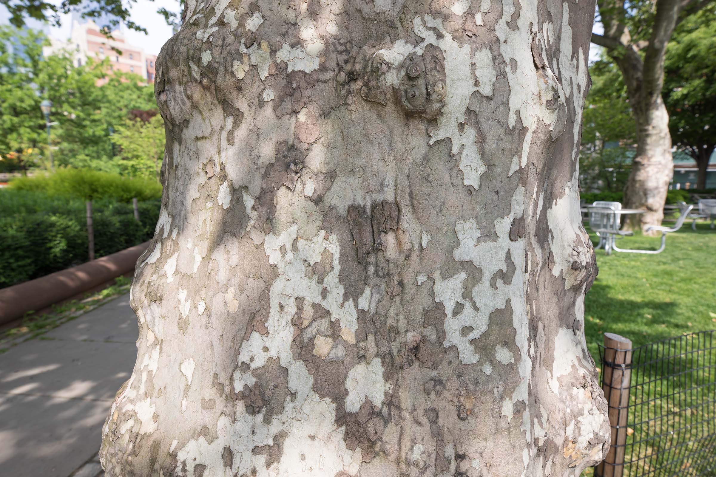 • Plane trees have brilliant cream, olive, and light brown bark