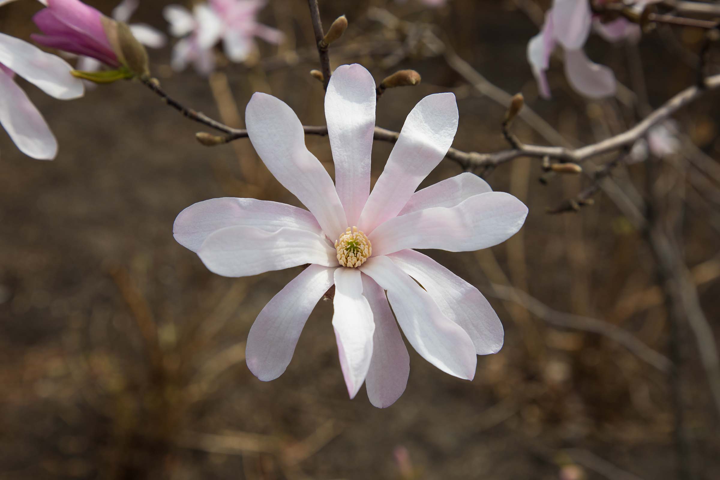 A front view of the star magnolia that resembles a daisy as the petals stretch out