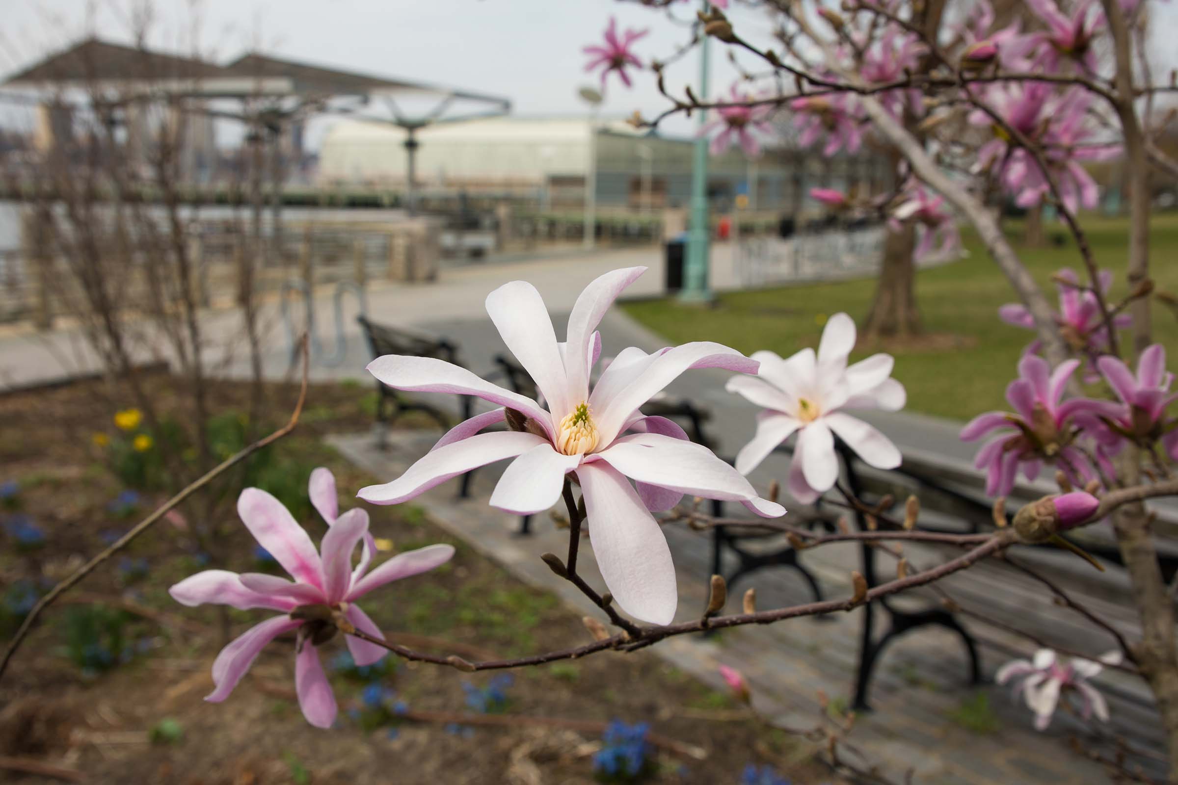 After the full bloom of the star magnolia it resembles a star-like shape with the petals stretched out