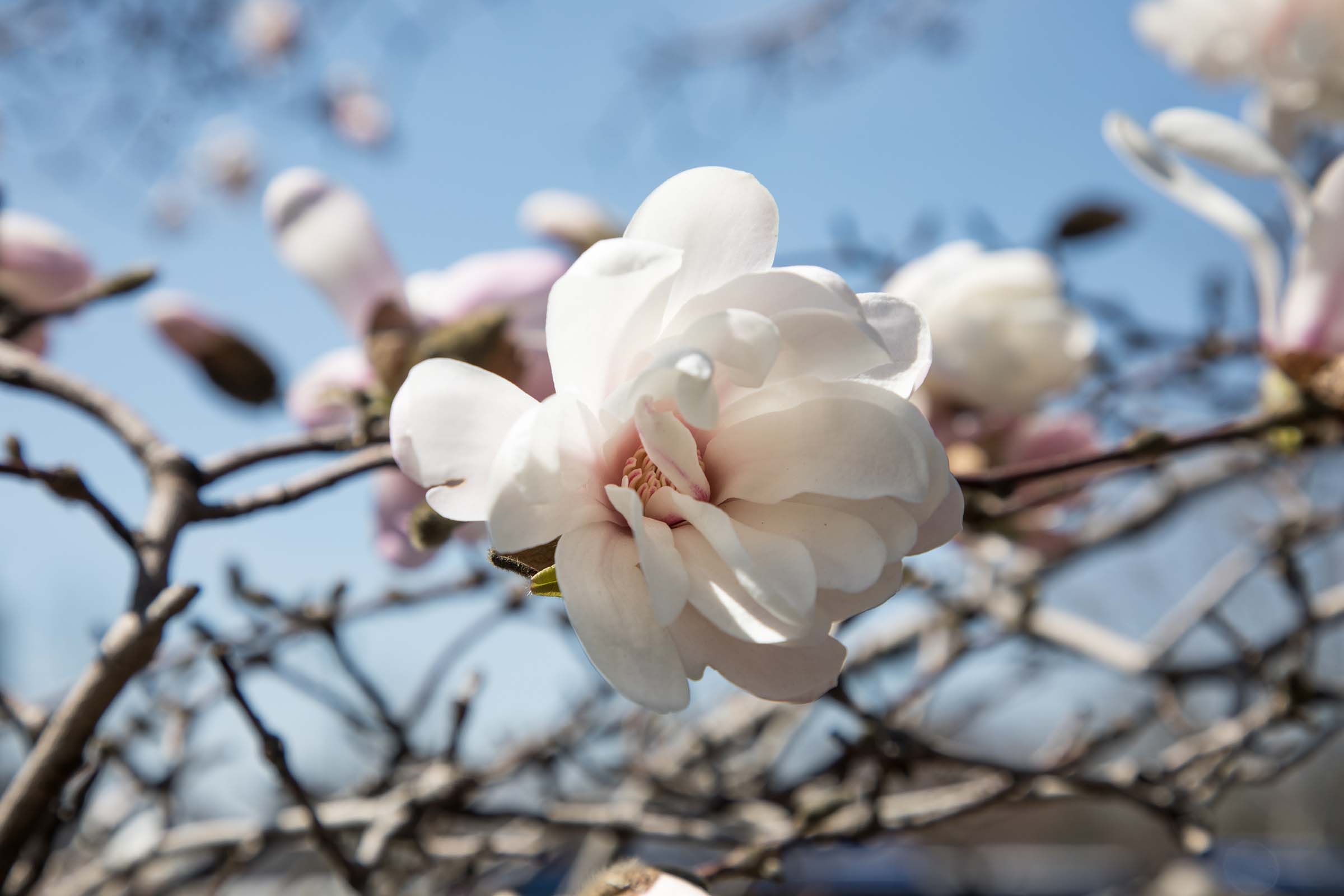 The bloom of the magnolia is white with a pink hue in the center