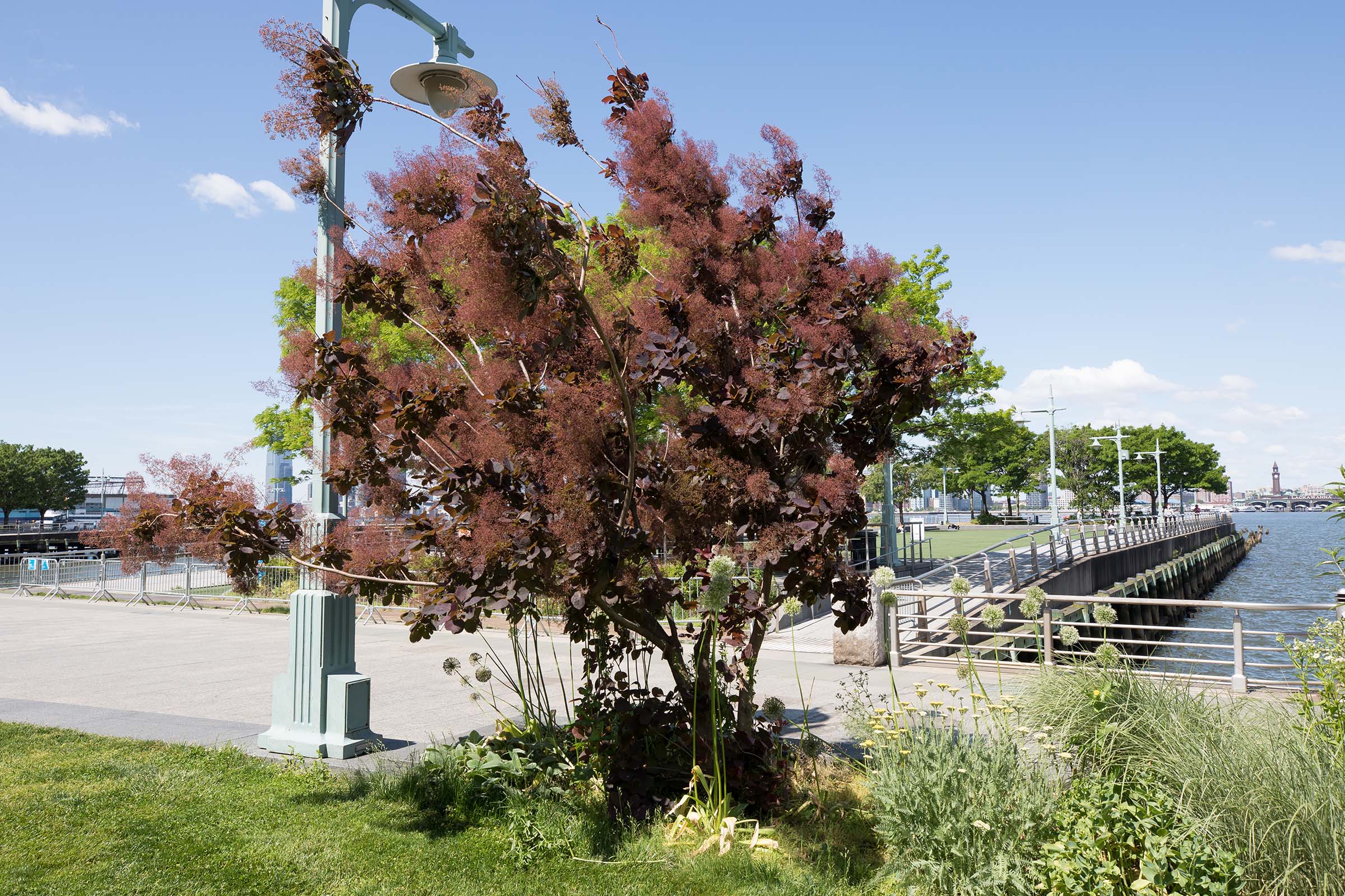 The red and brown smoketree has small branches and bush like structure