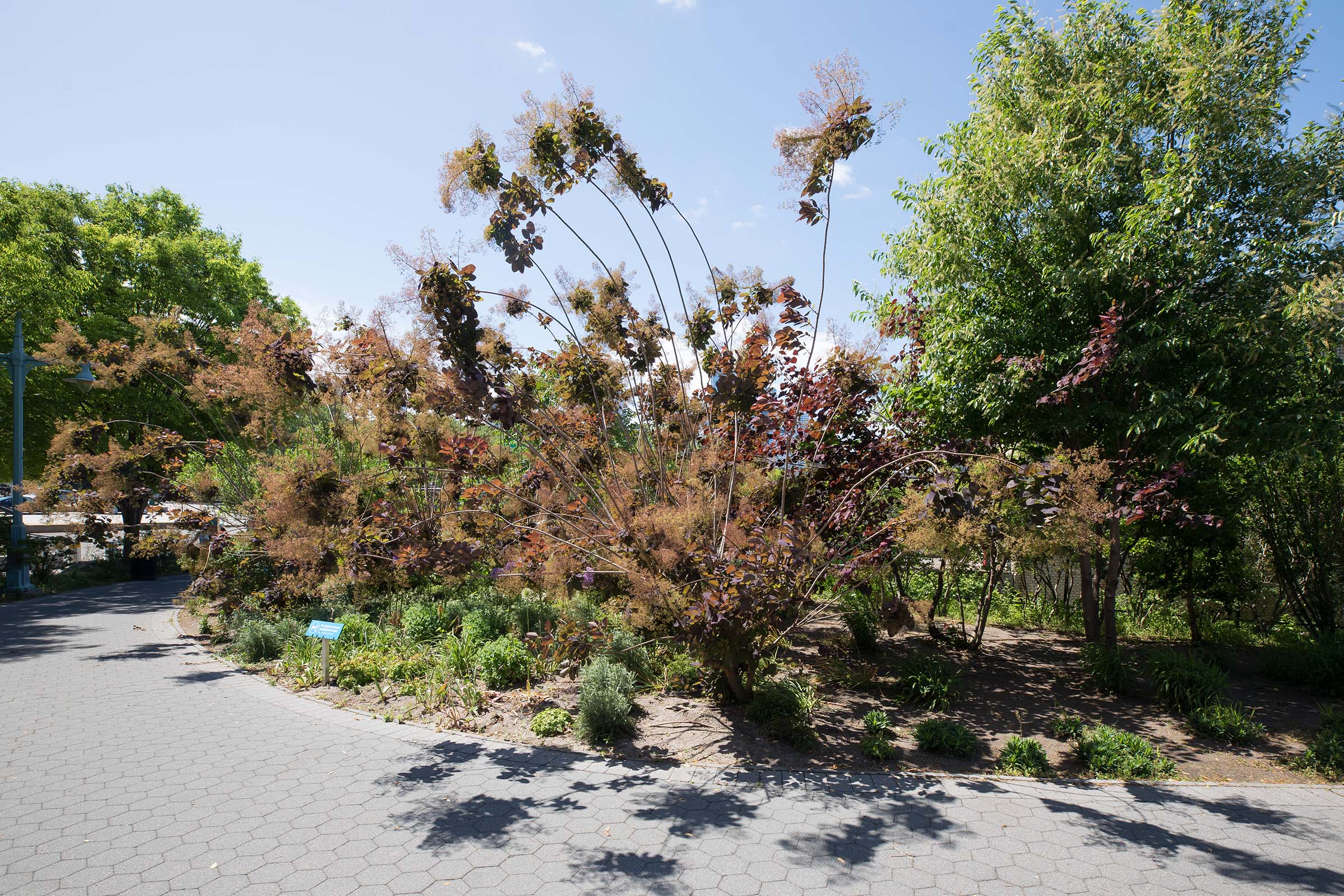 The smoketree's branches dangle over the path in Hudson River Park