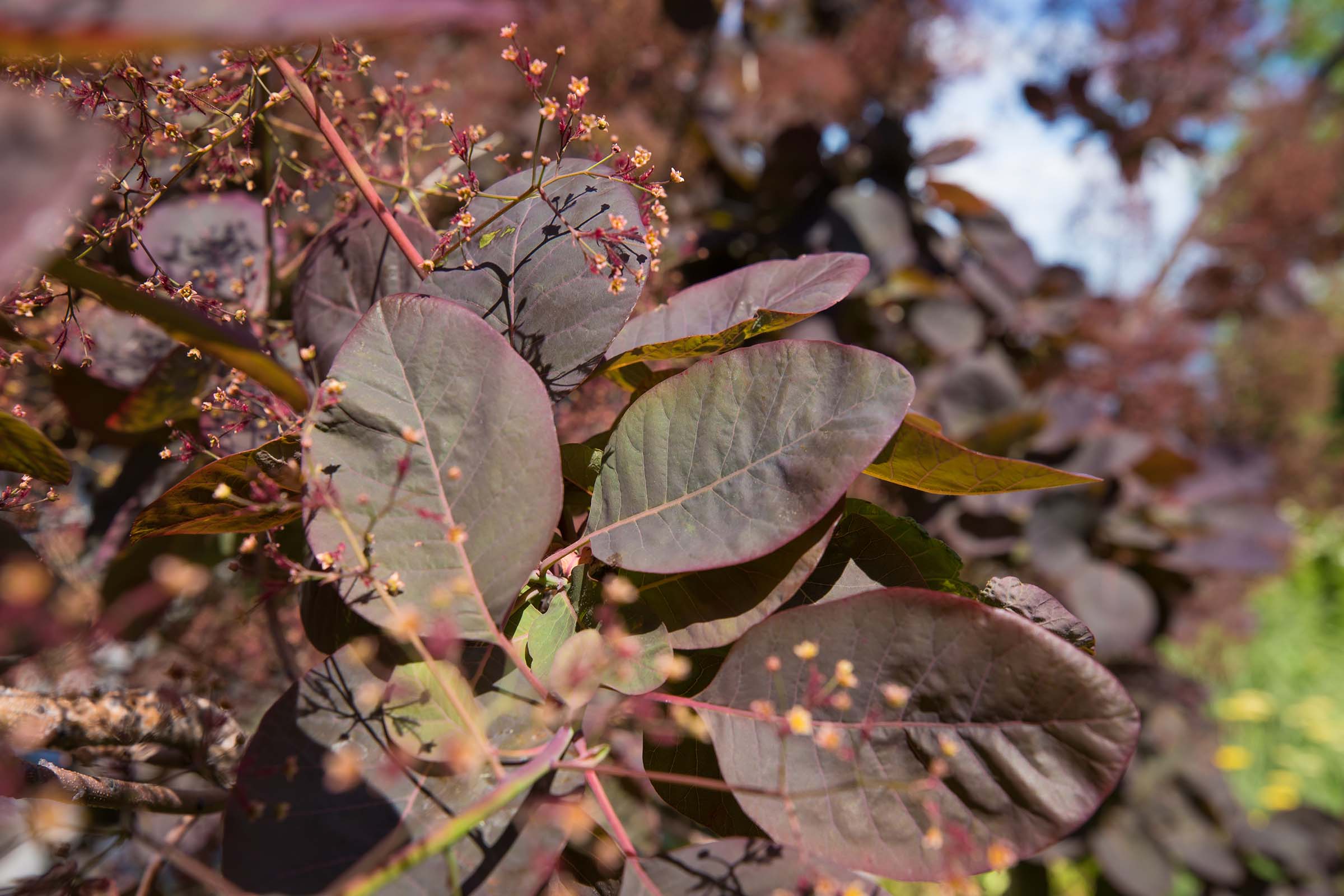 A closeup of the smoketree's leaves which are oval and smooth with reddish green hues