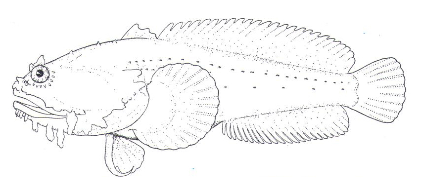 Drawing of an Oyster Toadfish