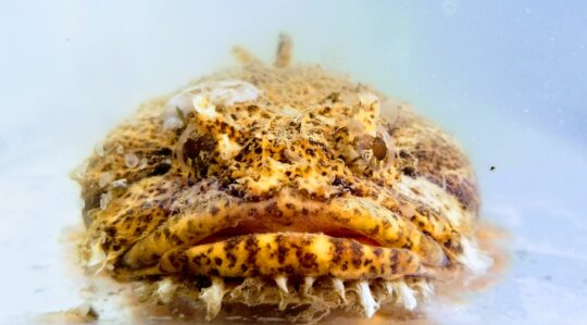 A big lipped oyster toadfish stares at the visitors in its tank