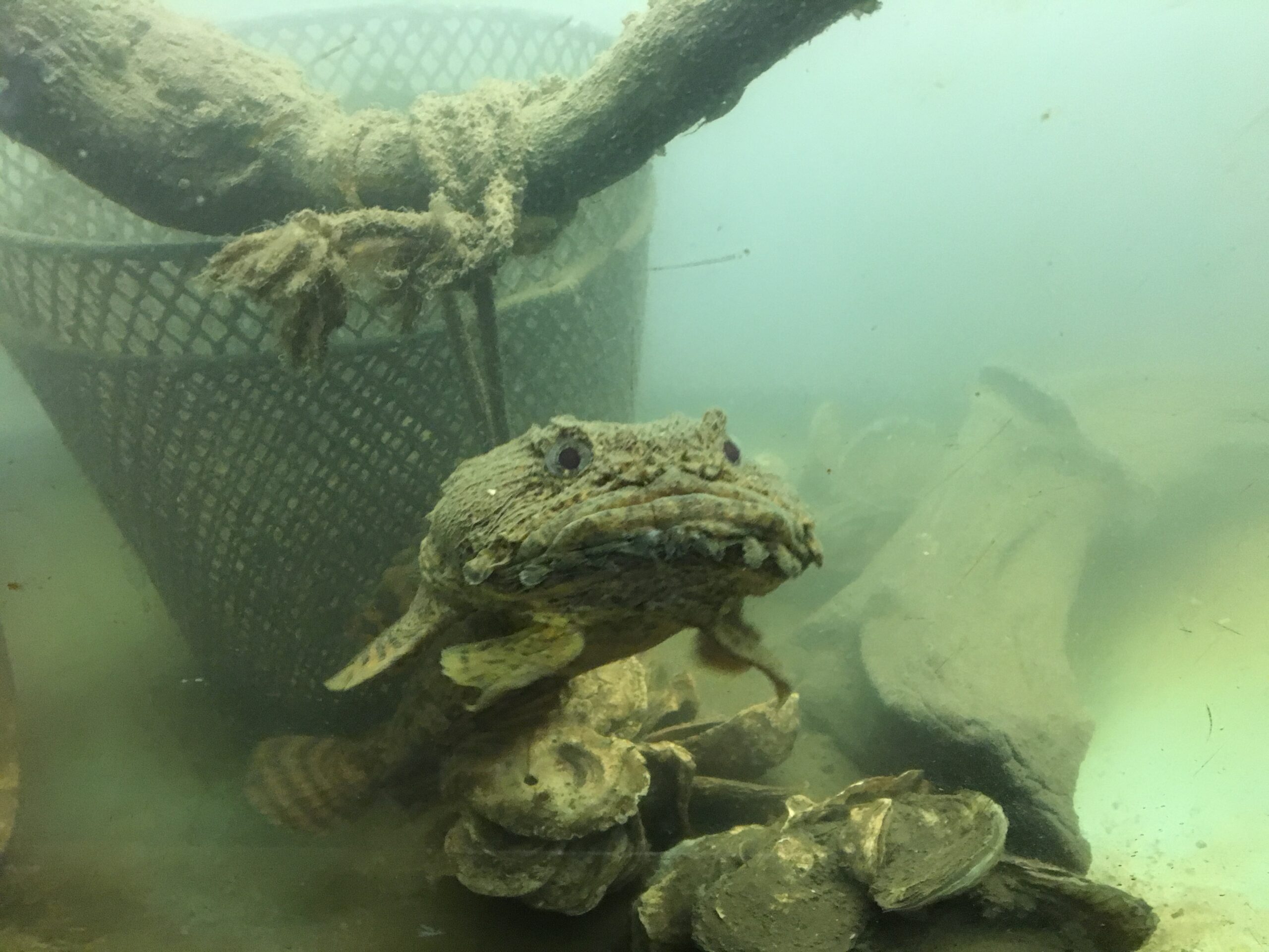Oyster Toadfish — Hudson River Park