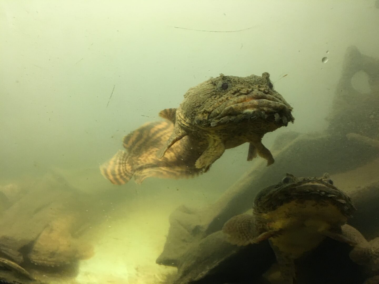 Swimming towards the Wetlab visitors, the Oyster Toadfish stares
