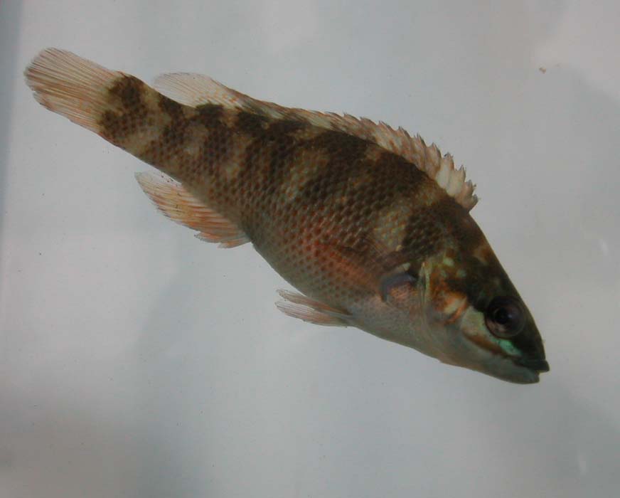 An orgish black and brown Cunner fish