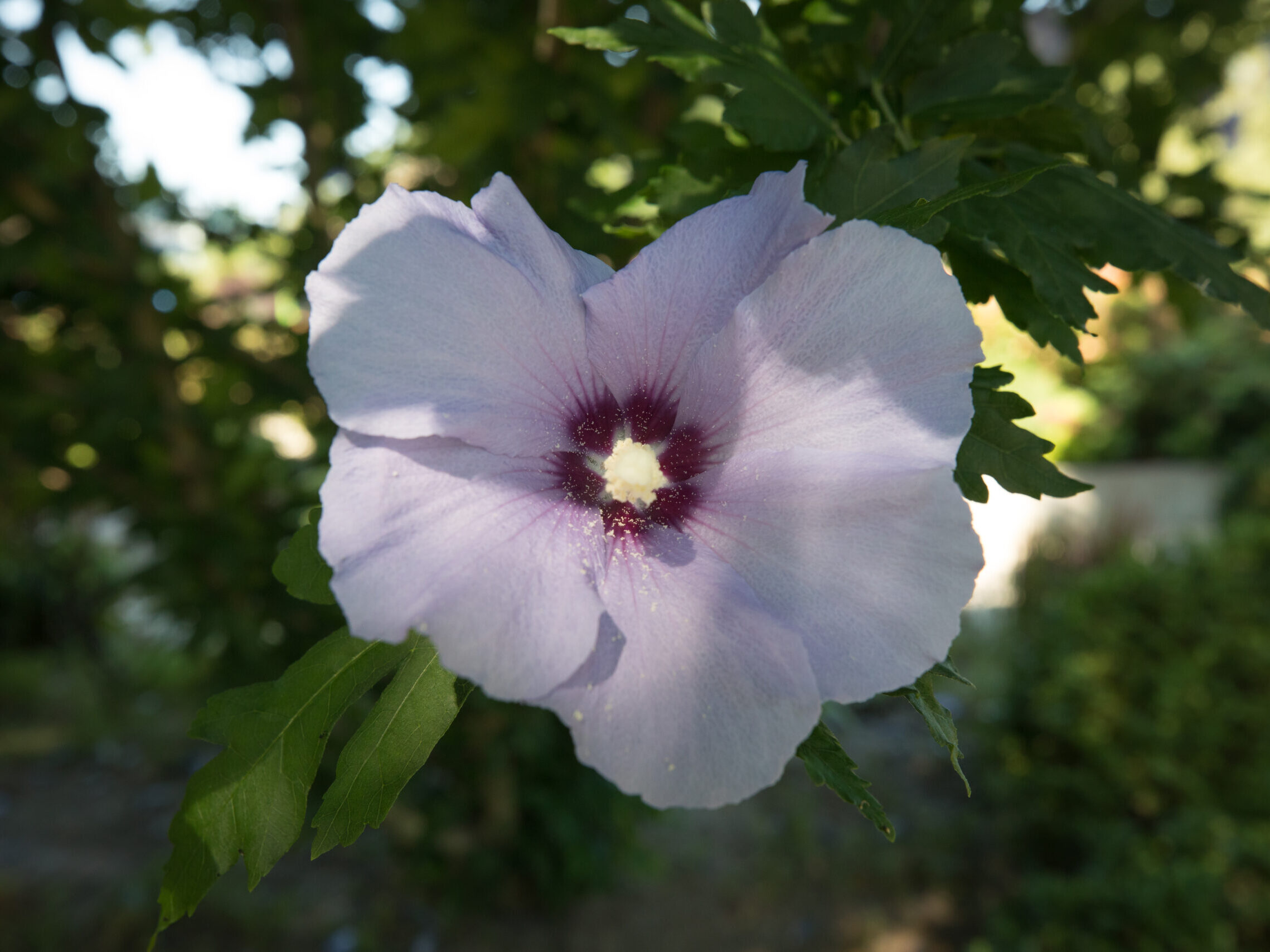A purple and red hibiscus or Rose of Sharon