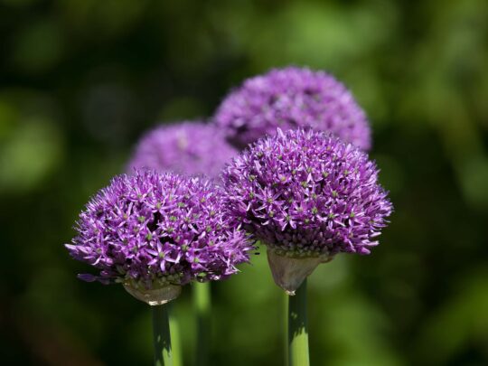 allium