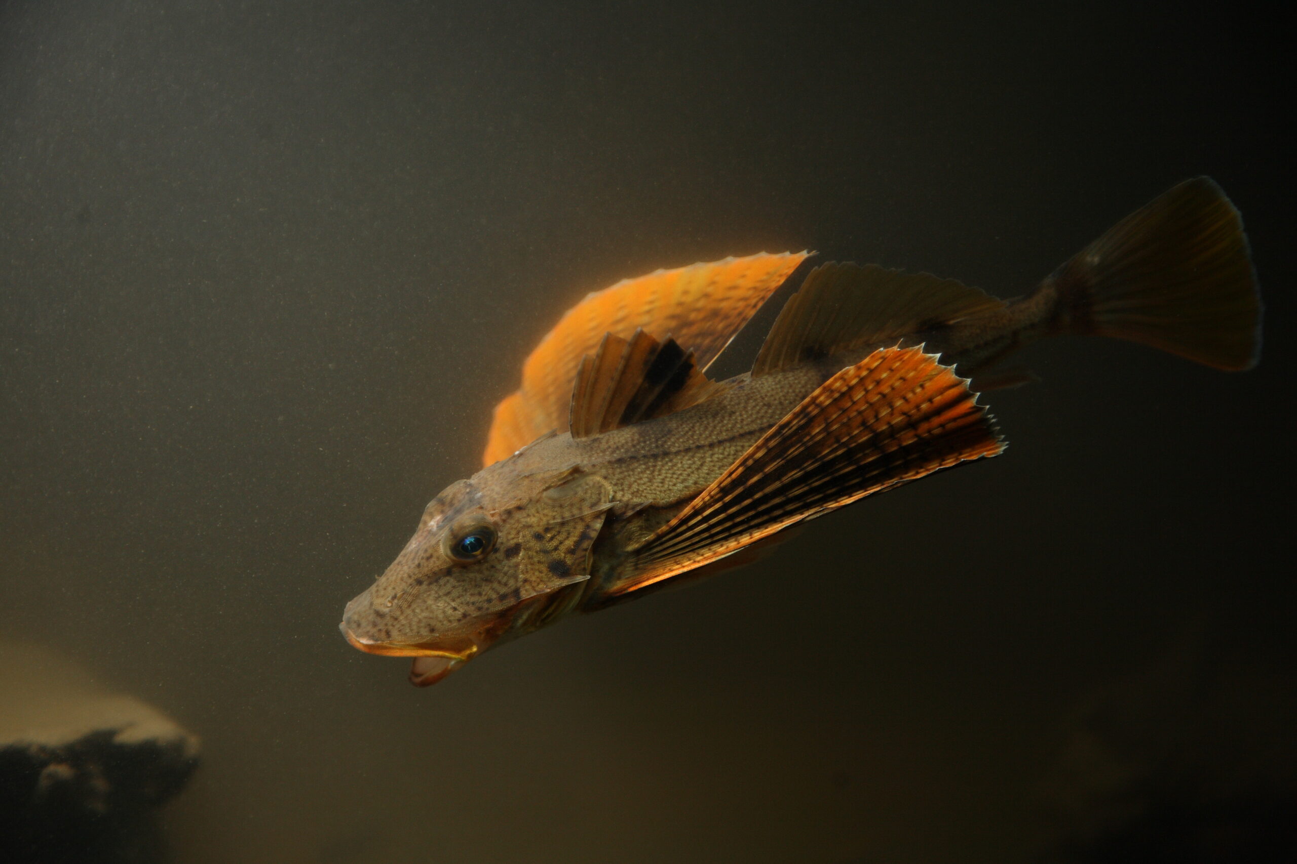 A brown and gold sea robin swims past the camera