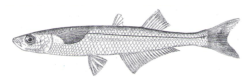 Drawing of an Atlantic Silverside fish