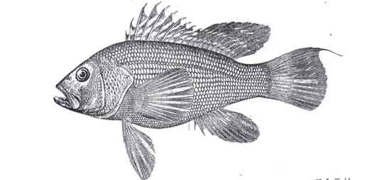 Drawing of a black sea bass with 4 fins and a large scale on its back