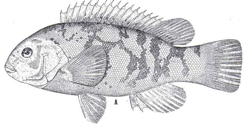 A drawing of a blackfish with its blotches of spots and full spiny fins on its head