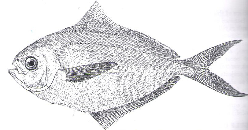 Sketch drawing of a butterfish, a diamond shaped fish with a pointed top fin and a longer scaled bottom fin
