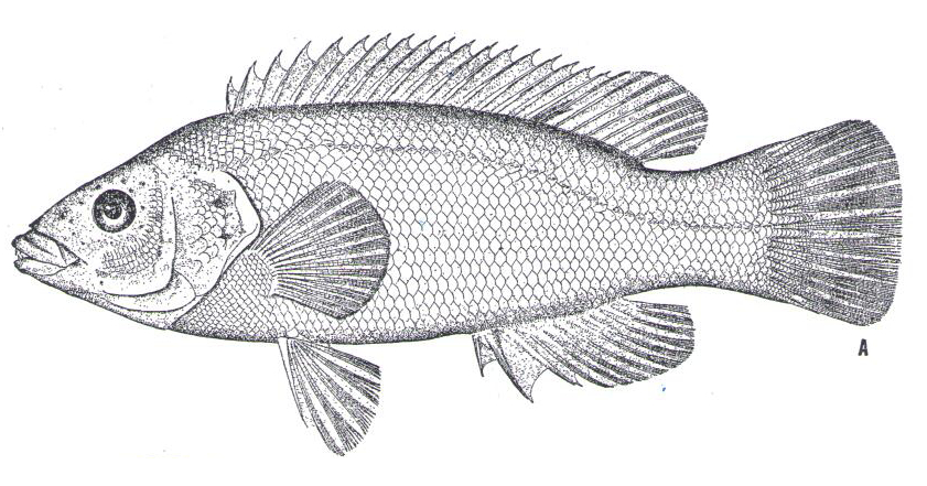 Drawing of a Cunner fish