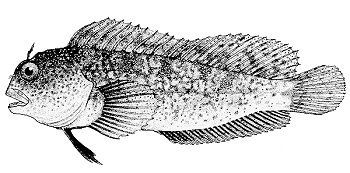 Drawing of a Feather Blenny fish