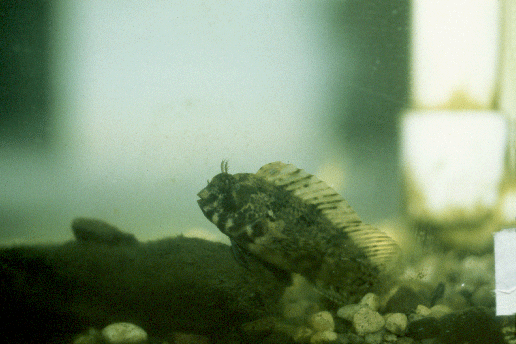 Feather Blenny fish