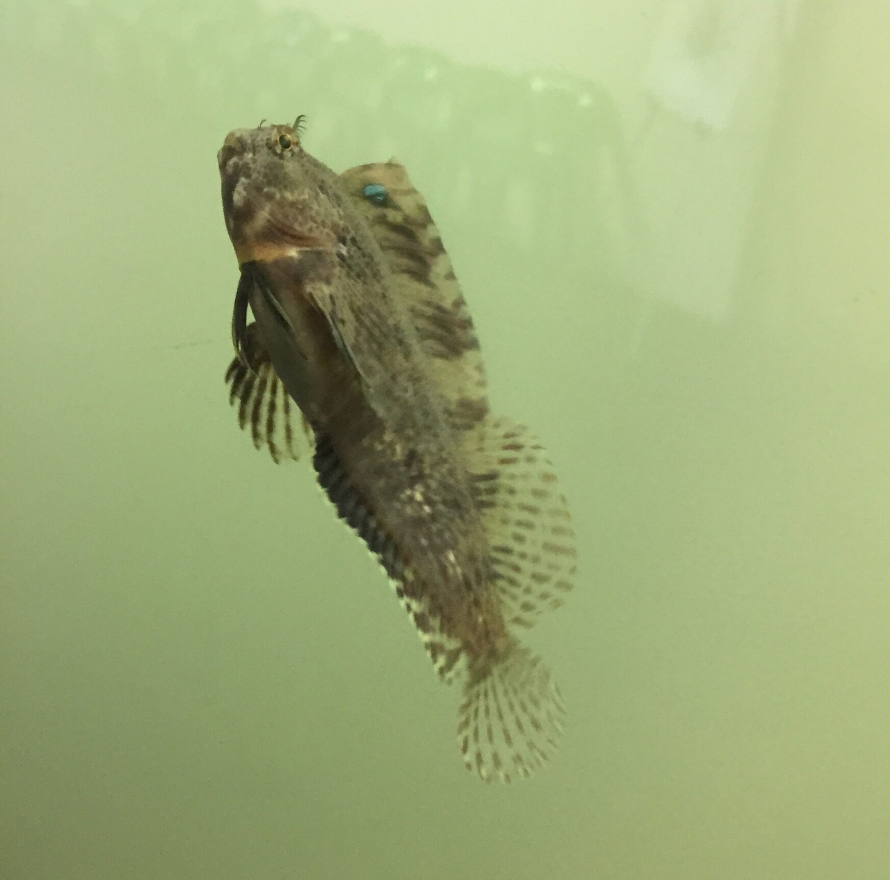 A feather blenny fish swimming up towards the top of the tank
