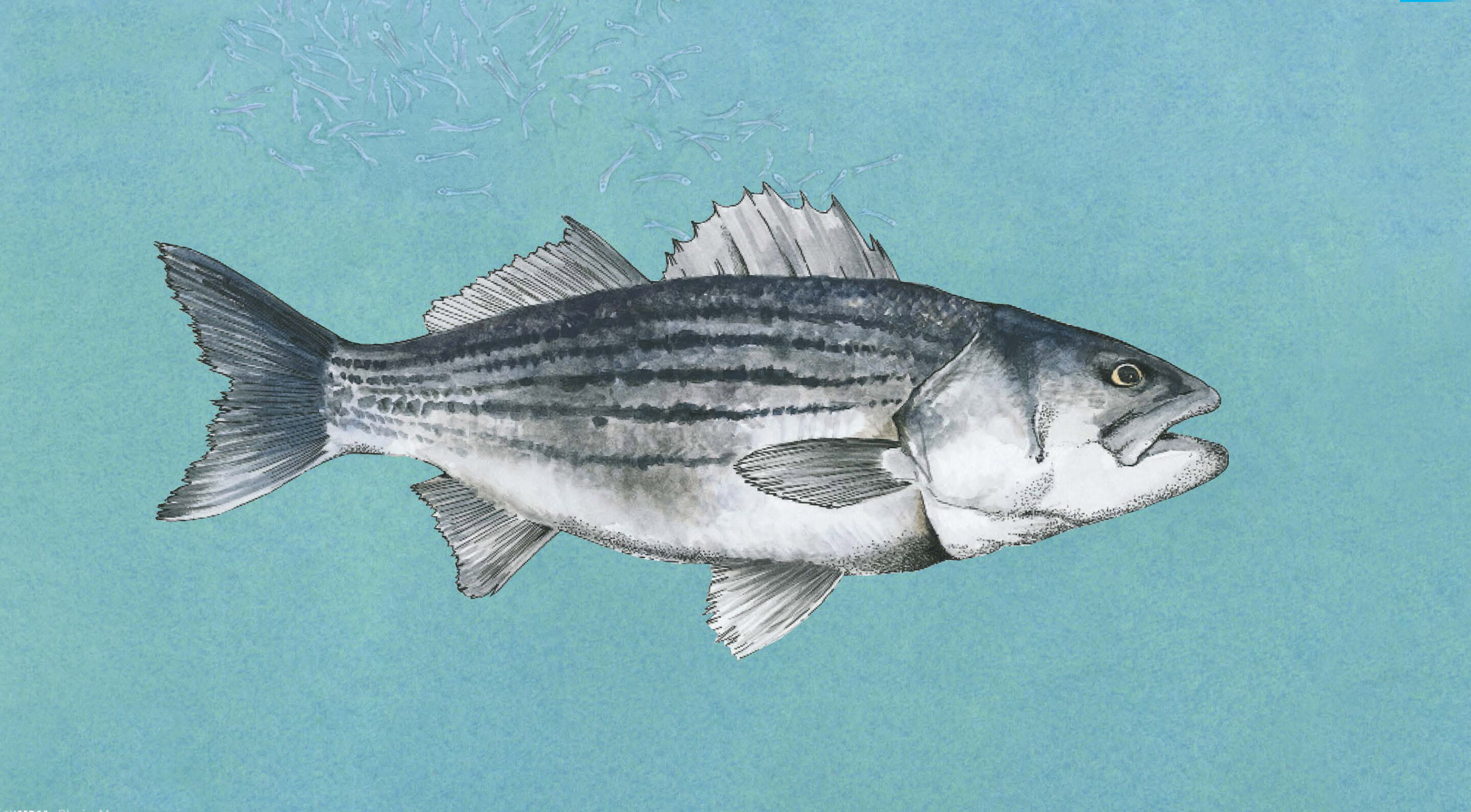 HRPK Science Estuary Fish Species Poster
