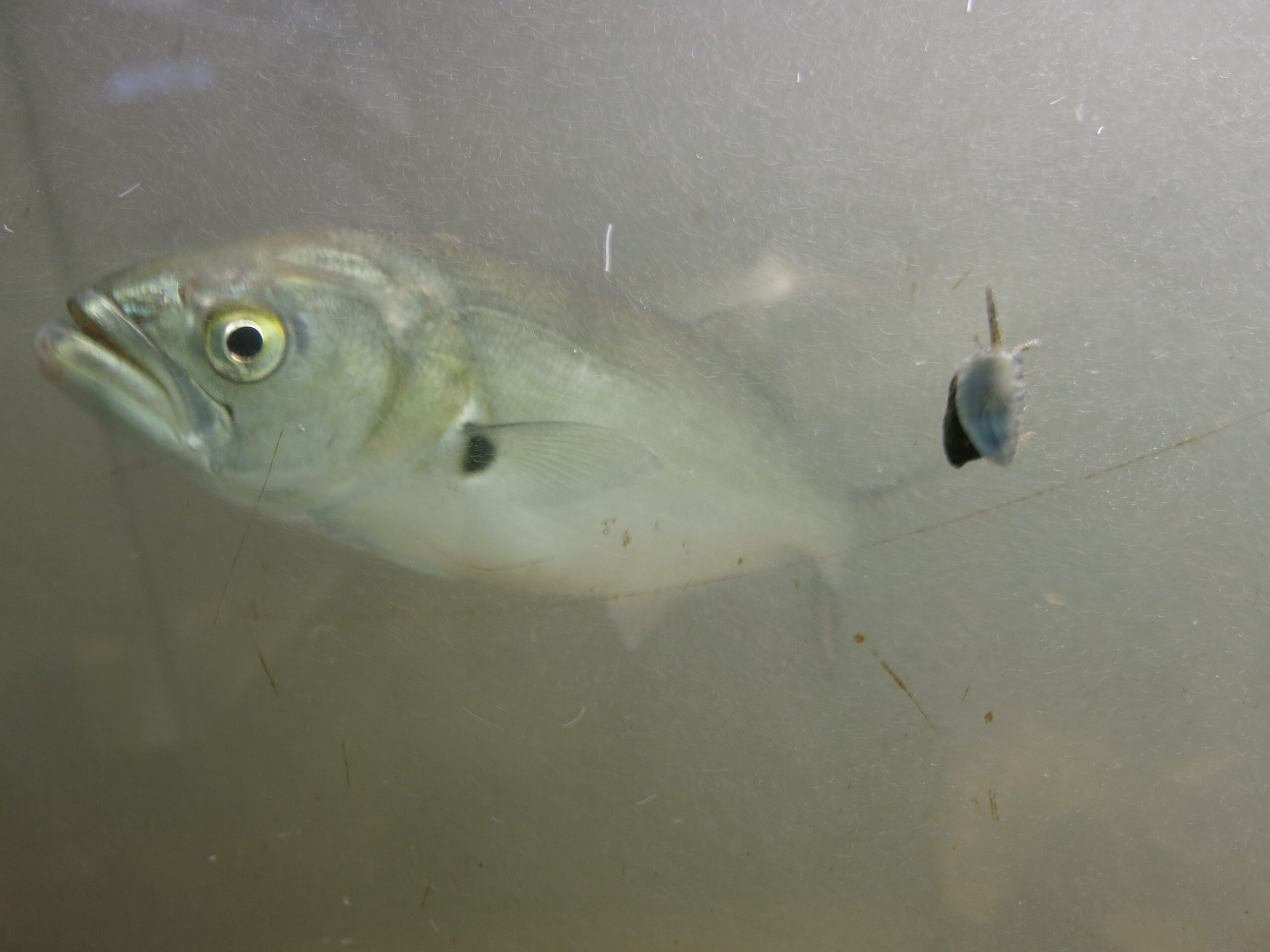 Bluefish closeup with a yellow eye and black pupil