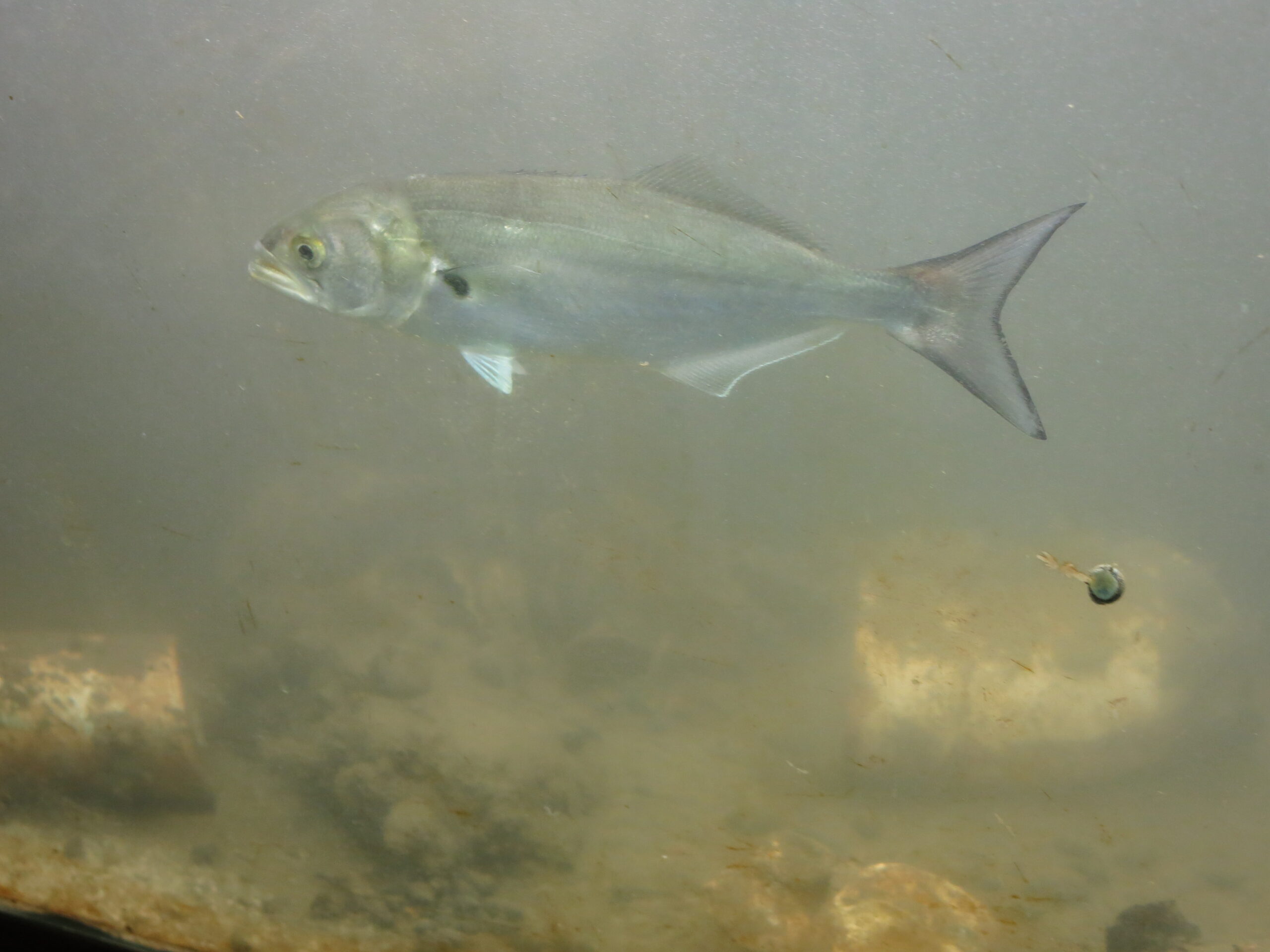 A bluefish swimming by the camera
