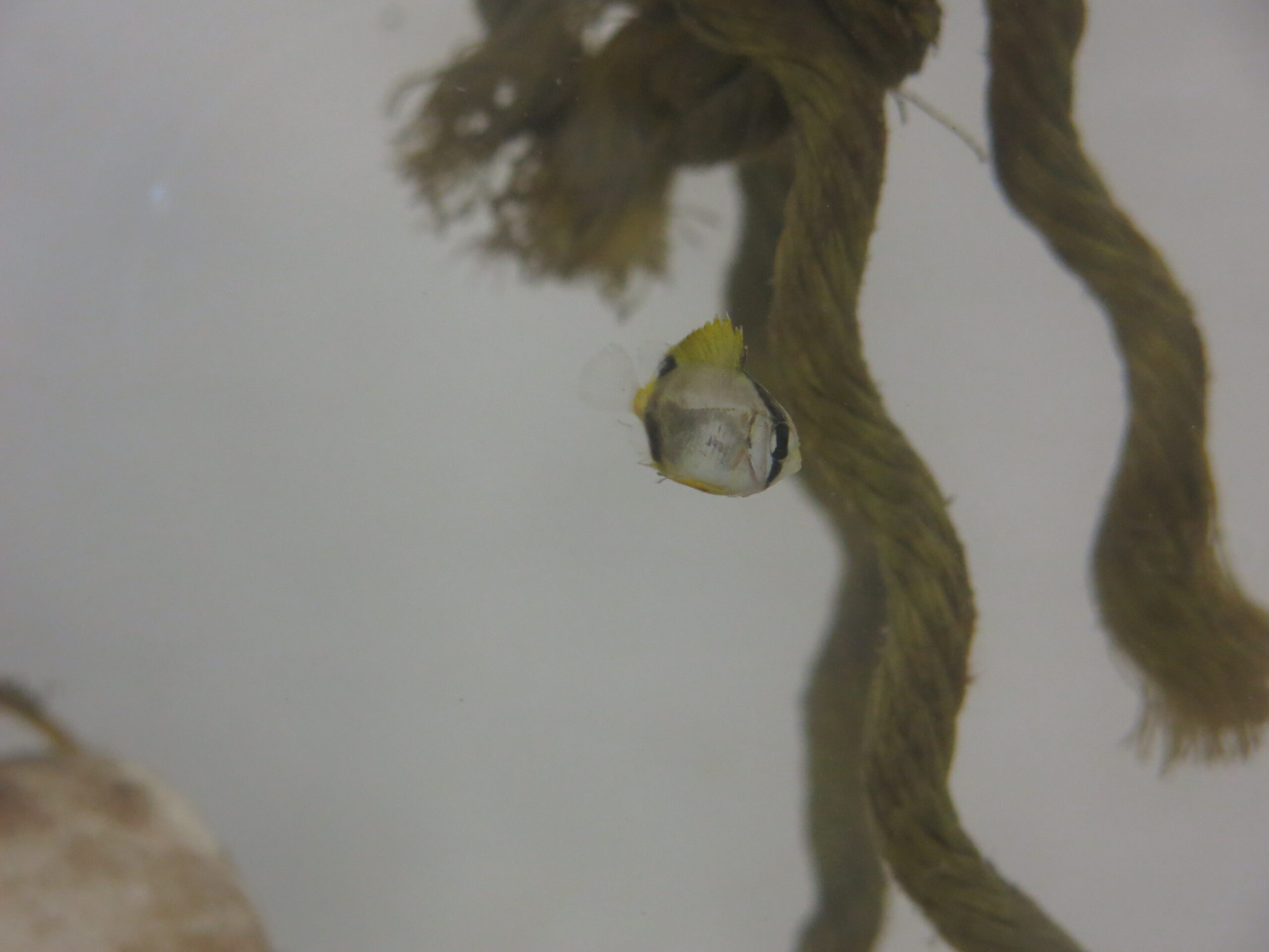 A tiny butterfly fish swims around rope in the tank